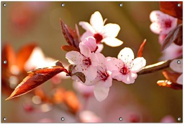 Wallario Sichtschutzzaunmatten Frühlingsgefühle II - Kirschblüten in Nahaufnahme