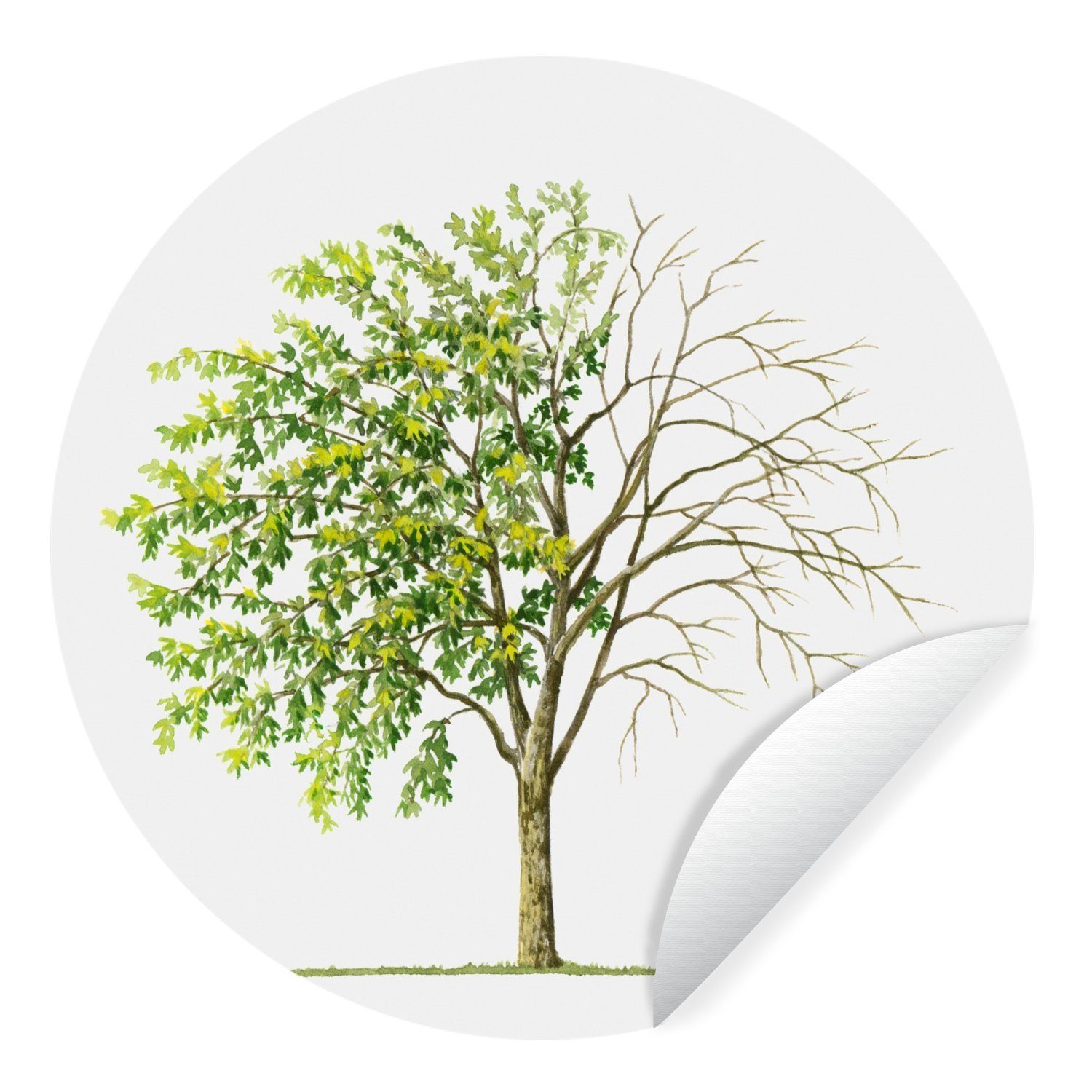 MuchoWow Wandsticker Eine Illustration eines Goldregenbaums, der seine Blätter verliert (1 St), Tapetenkreis für Kinderzimmer, Tapetenaufkleber, Rund, Wohnzimmer