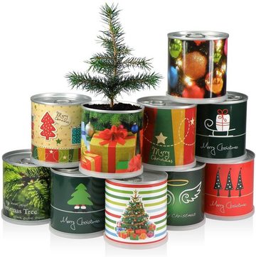 MacFlowers® Anzuchttopf 4er Set Weihnachtsbaum Fichten gemischt in niedlicher Anzuchtdose (4 St)