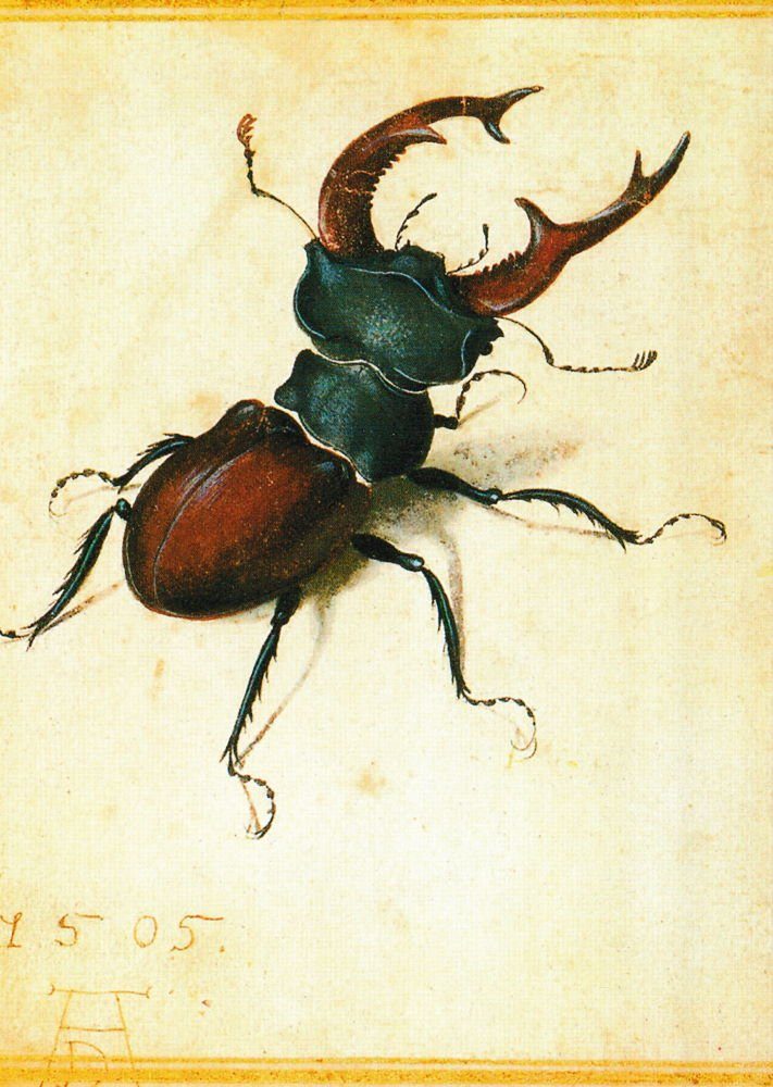 Kunstkarte Dürer Postkarte "Hirschkäfer" Albrecht