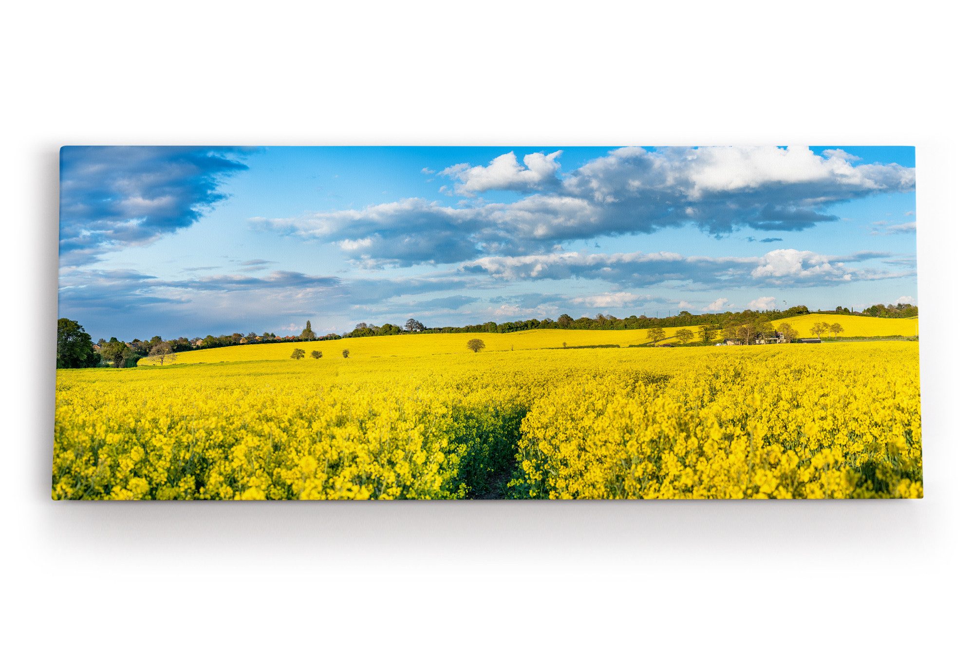 Leinwandbild Rapsfeld Raps Landschaft Gelb Himmel Sommer
