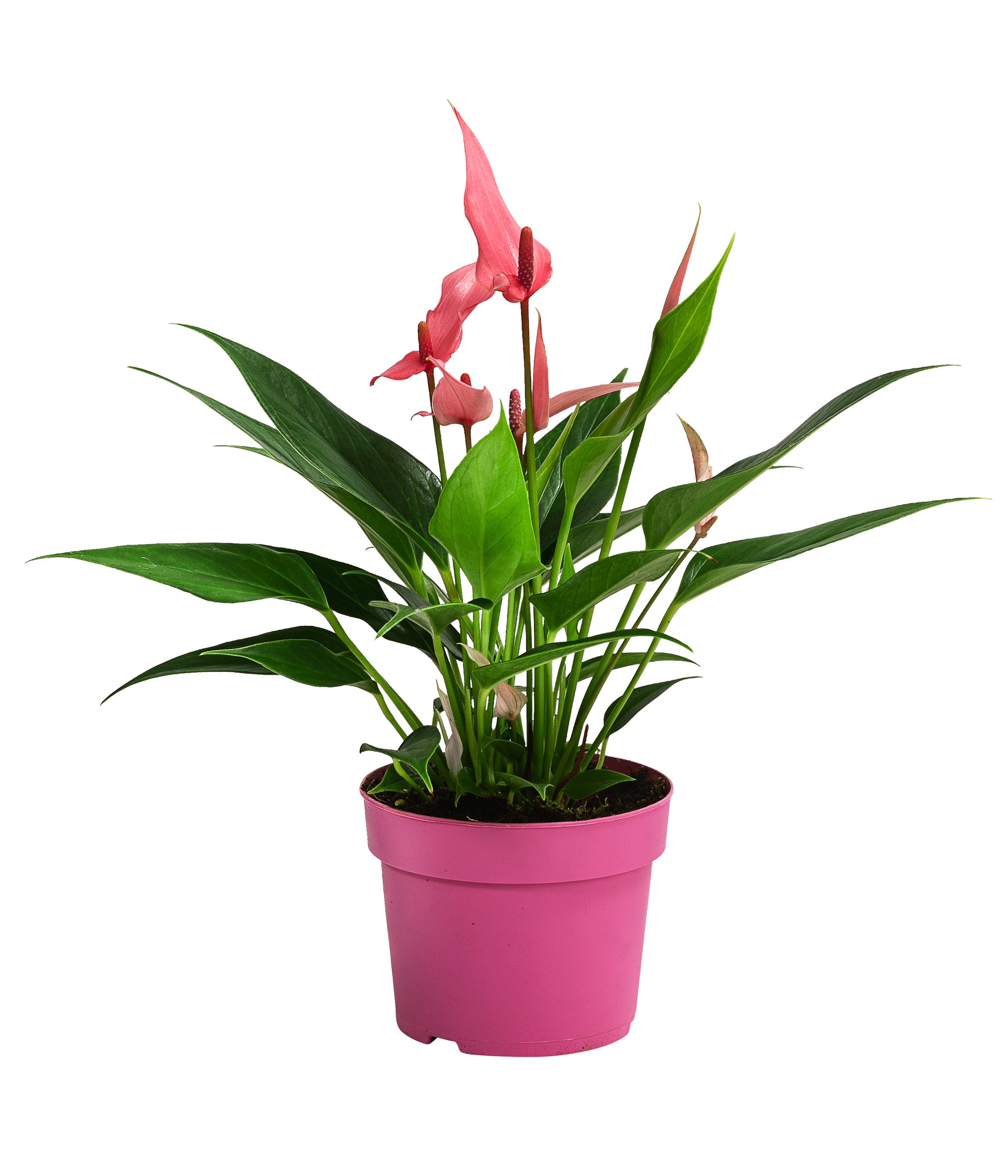 Dehner Zimmerpflanze Flamingoblume Lilli, Anthurium andreanum, rosa-weiße Blüten, exotische Zimmerpflanze mit roten Blütenkolben