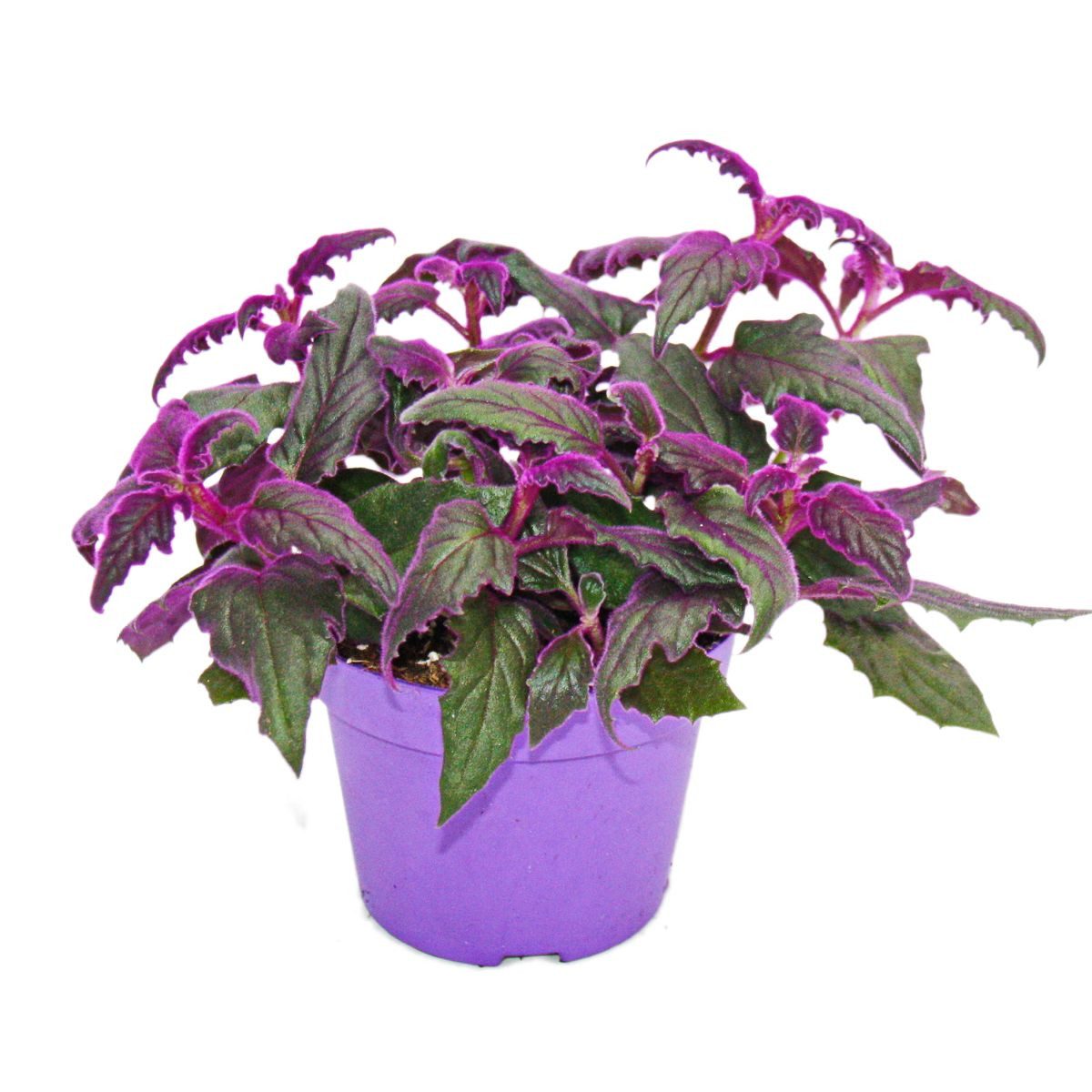 Exotenherz Zimmerpflanze Gynura Purple Passion Samtblatt Samtnessel lilafarbene Pflanze 12cm
