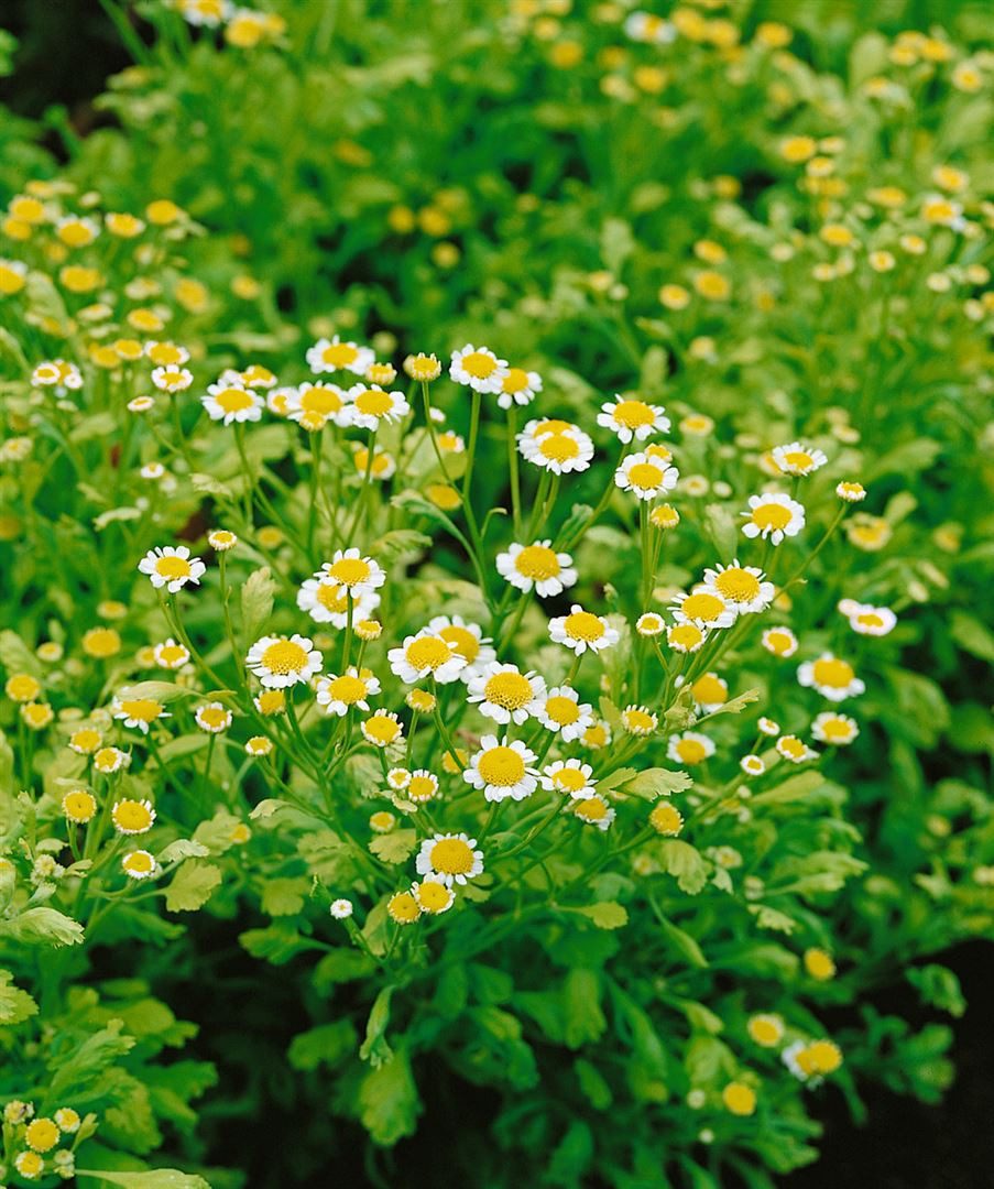 Pflanzen für Dich Staude Tanacetum parthenium, 1 St., Mutterkraut, Falsche Kamille, Fieberkraut – Bild 4 von 5