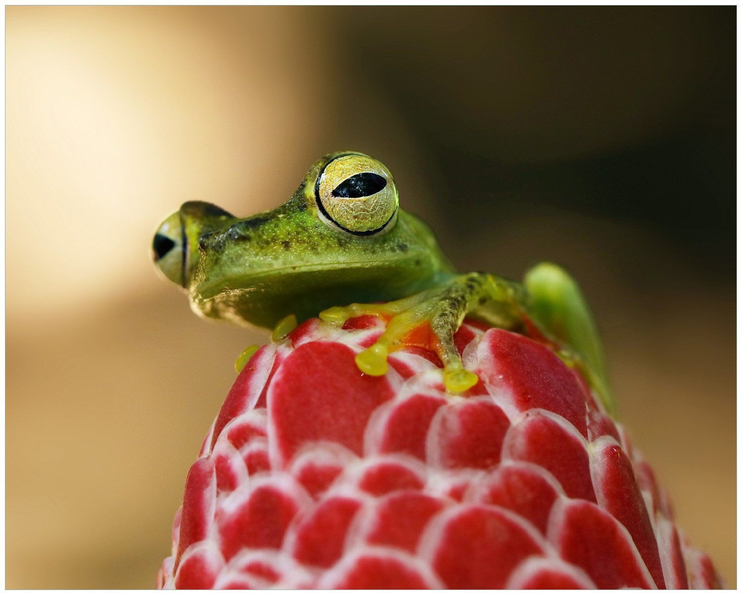 Wallario Poster, Frosch sitzt auf einer Knospe, in verschiedenen Ausführungen