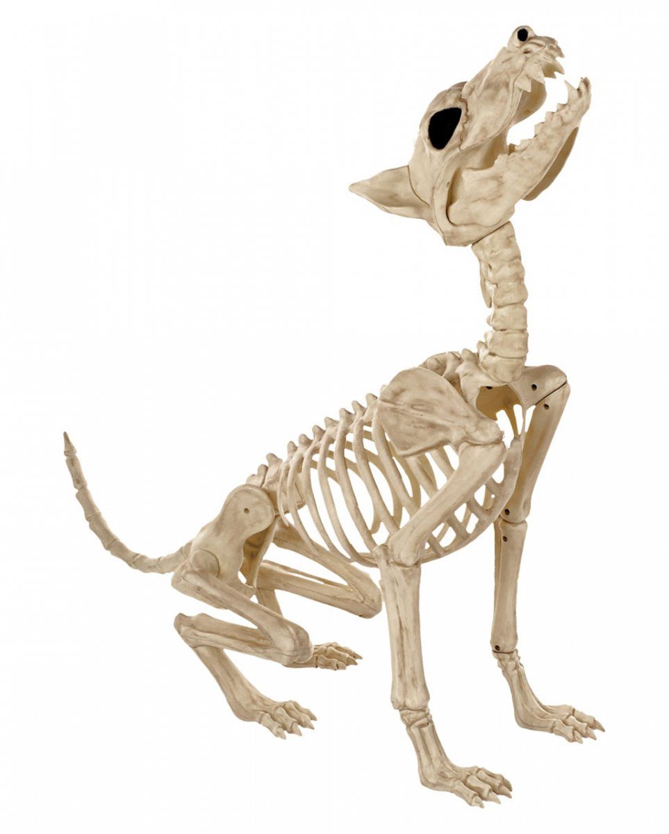 Dekoobjekt Werwolf Skelett als Halloween Dekoration 70cm