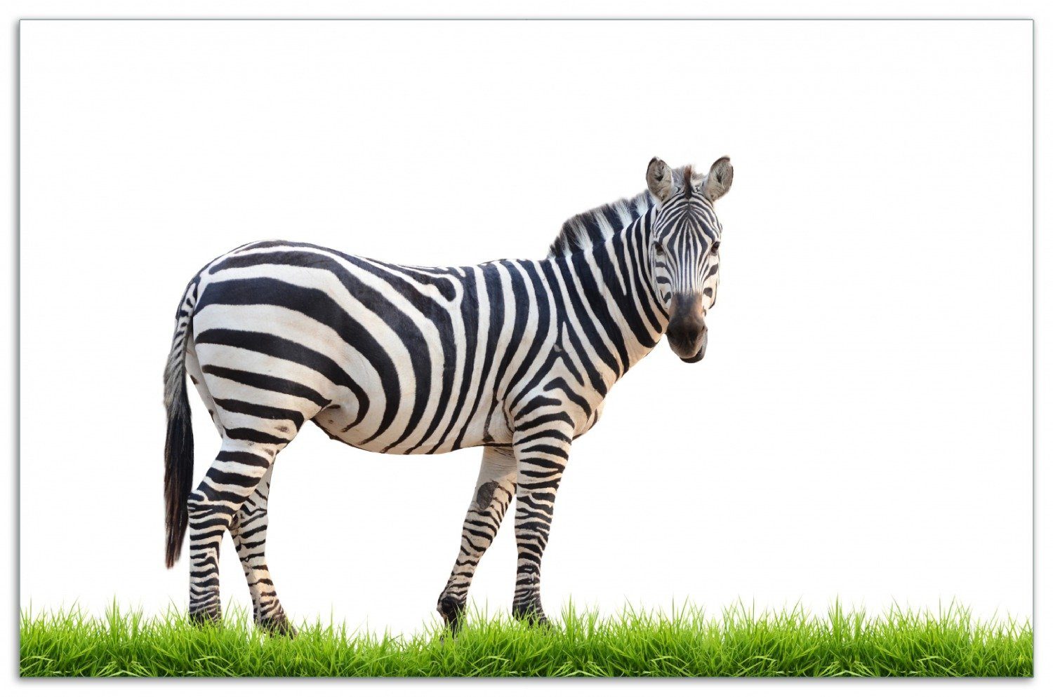 Wallario Herd-Abdeckplatte Zebra im Gras, ESG-Sicherheitsglas, (Glasplatte, 1 tlg., inkl. 5mm Noppen), verschiedene Größen