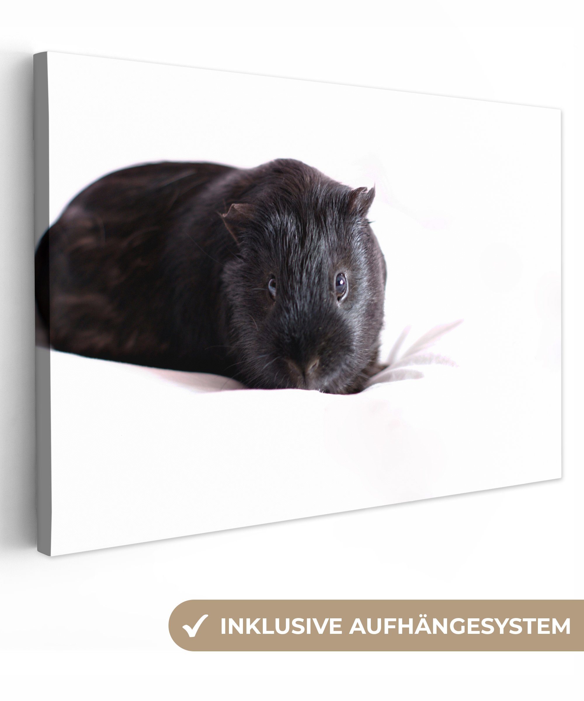 OneMillionCanvasses® Leinwandbild Schwarzes Meerschweinchen, (1 St), Wandbild Leinwandbilder, Aufhängefertig, Wanddeko, 30x20 cm