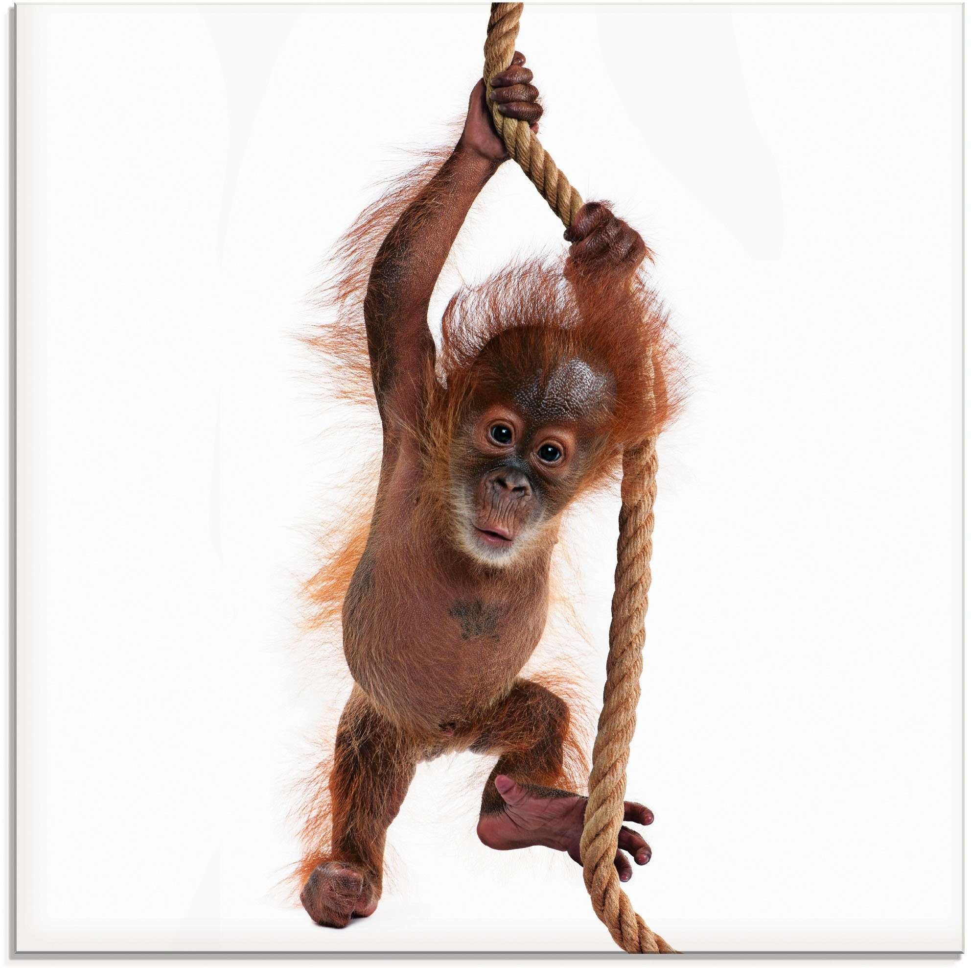 Artland Glasbild Baby Sumatra Orang Utan hängt am Seil, Wildtiere (1 St),  in verschiedenen Größen