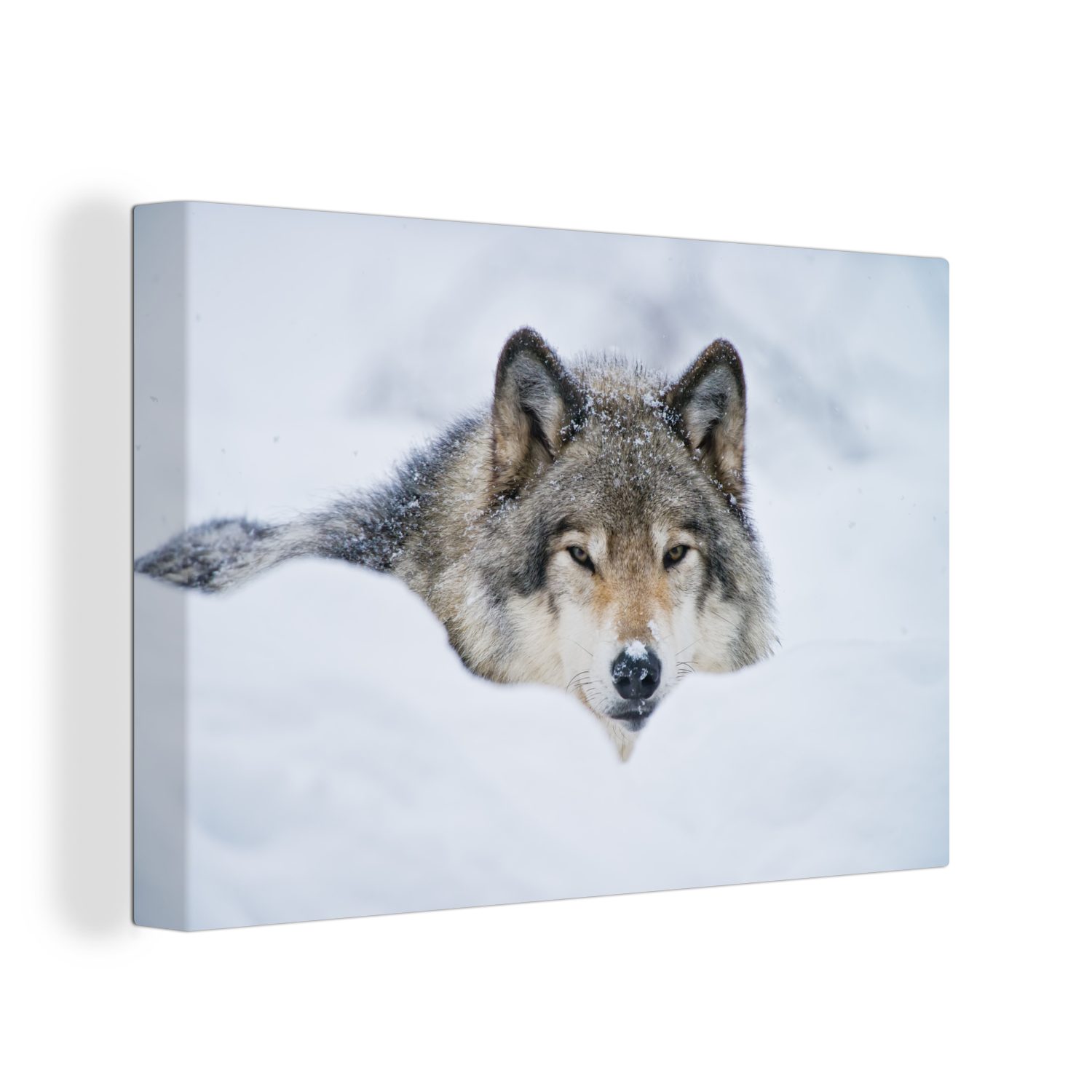 OneMillionCanvasses® Leinwandbild Wolf - Schnee - Mantel, (1 St), Wandbild Leinwandbilder, Aufhängefertig, Wanddeko, 30x20 cm