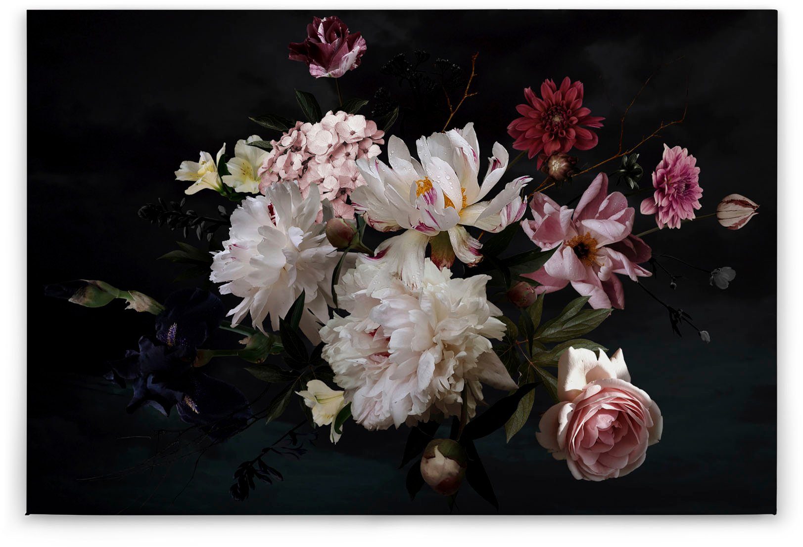 Of Blumen, Création St), Blunch Rosen A.S. rosa (1 Flowers, weiß, Blumen Bild Leinwandbild schwarz, Keilrahmen Romantische
