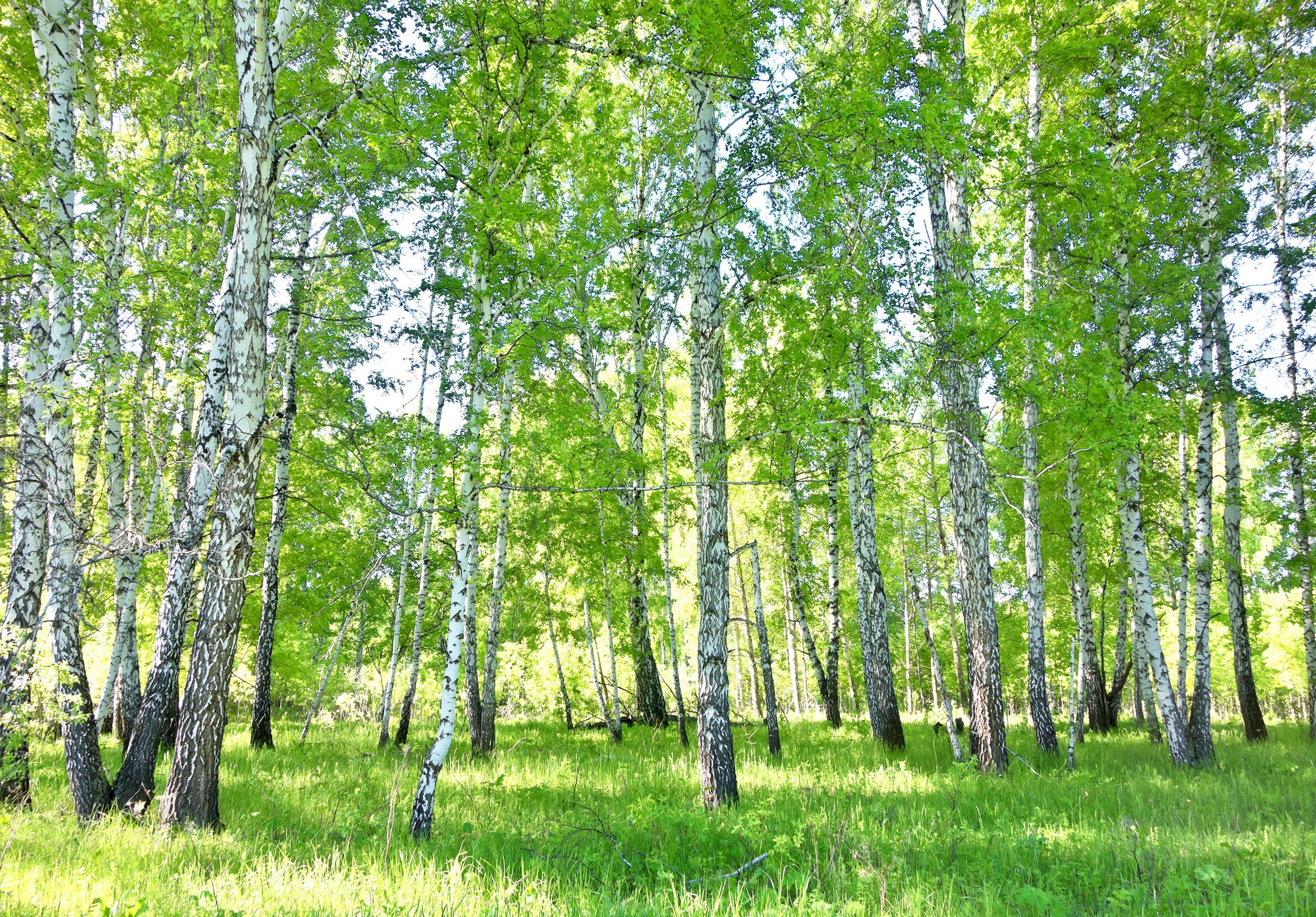 Wallarena Fototapete Birkenwald Wald Natur 3D EFFEKT Vlies Tapete für Wohnzimmer oder Schlafzimmer Vliestapete Wandtapete Motivtapete, Glatt, Wald, Vliestapete inklusive Kleister