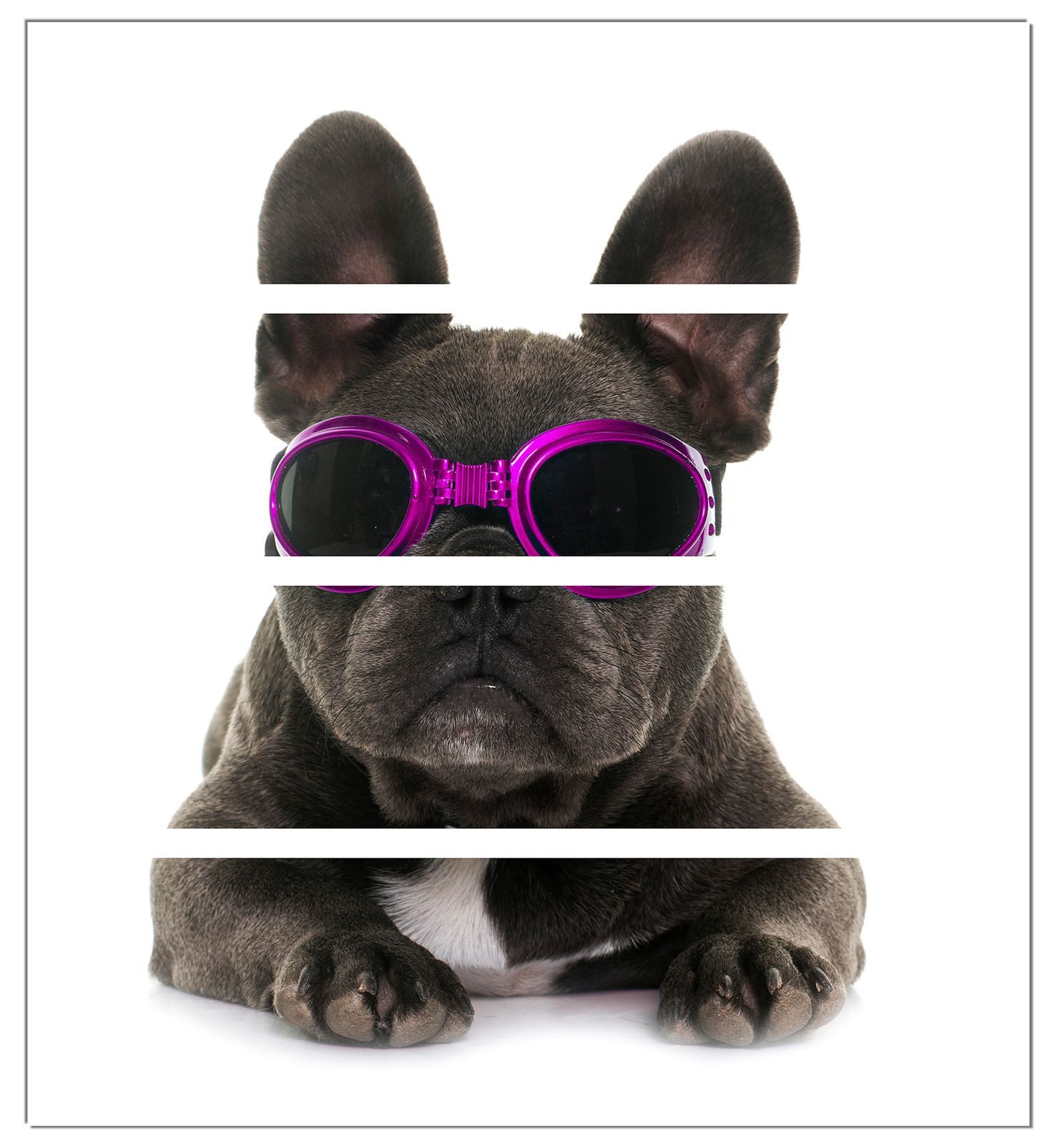 Wallario Möbelfolie Cooler Hund mit Sonnenbrille in pink - Französische Bulldogge