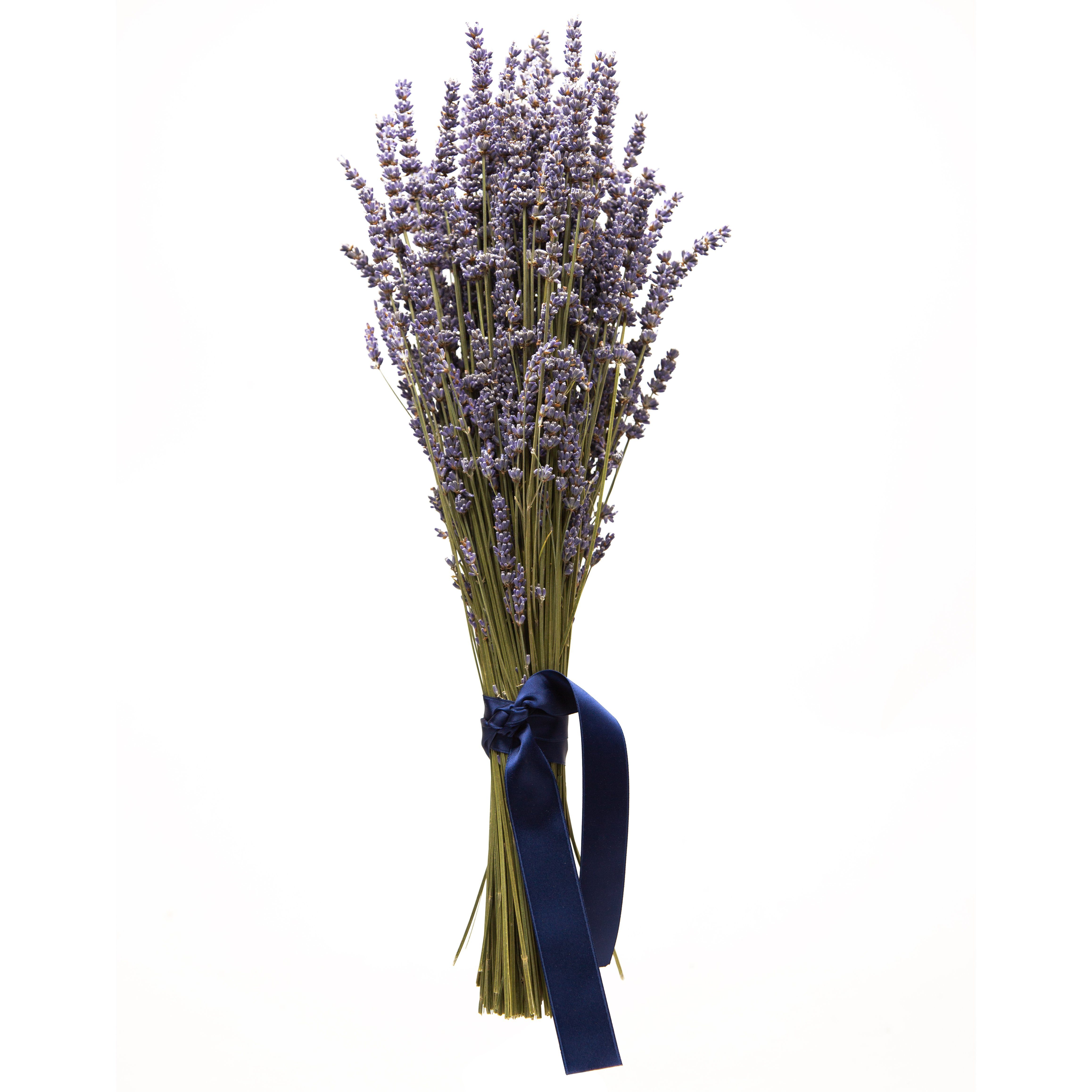 Trockenblume Echter Lavendel getrocknet Lavendelstrauß Deko Lavendelbund Ernte 2022 Lavendel, ROSEMARIE SCHULZ Heidelberg, Höhe 40 cm, französischer Lavendel aus der Provence auch für Lavendelsäckchen