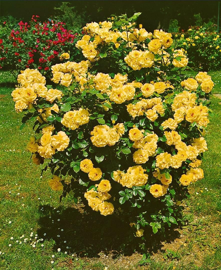 Pflanzen für Dich Rose Rosa Lichtkönigin Lucia