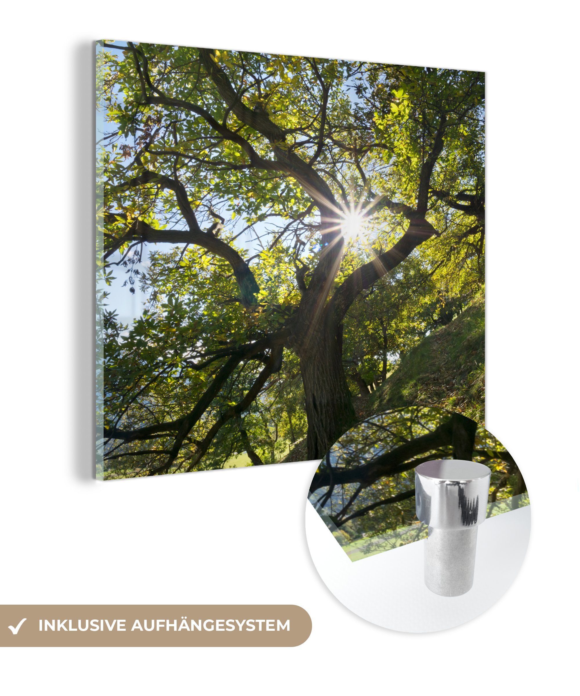 MuchoWow Acrylglasbild Ein Kastanienbaum im Herbst in Italien, (1 St), Glasbilder - Bilder auf Glas Wandbild - Foto auf Glas - Wanddekoration