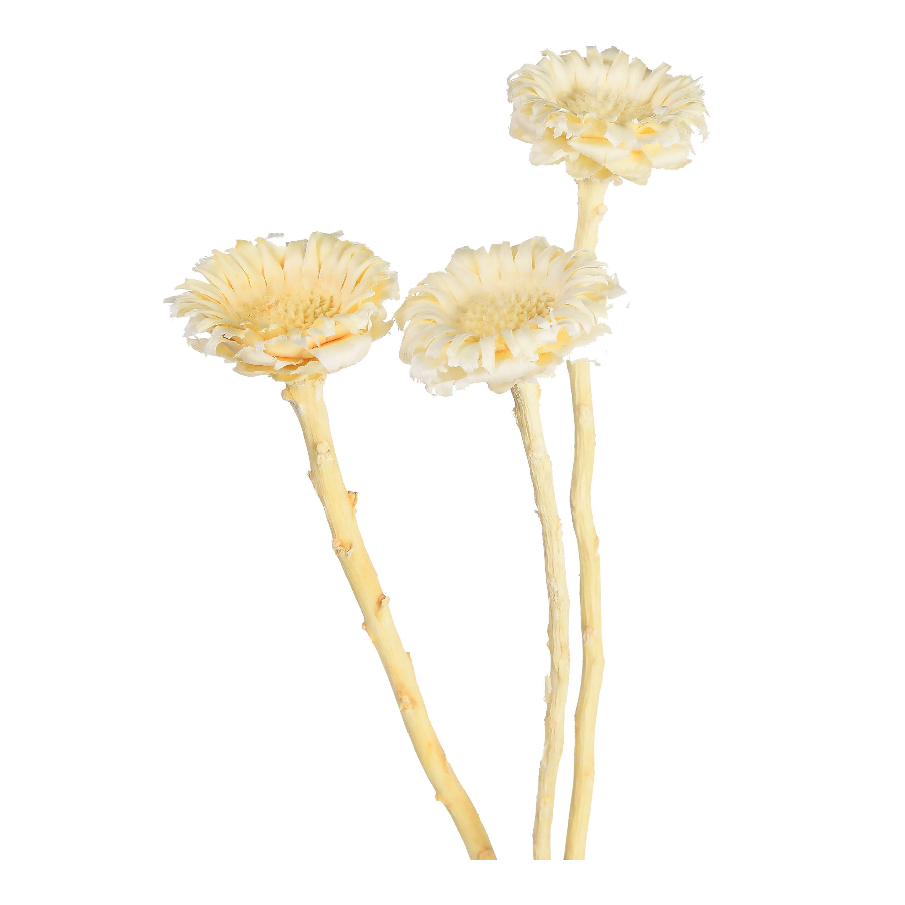 Trockenblume Trockenblumenbund Proteablüte, Depot, aus Trockenblume, L 30 Zentimeter