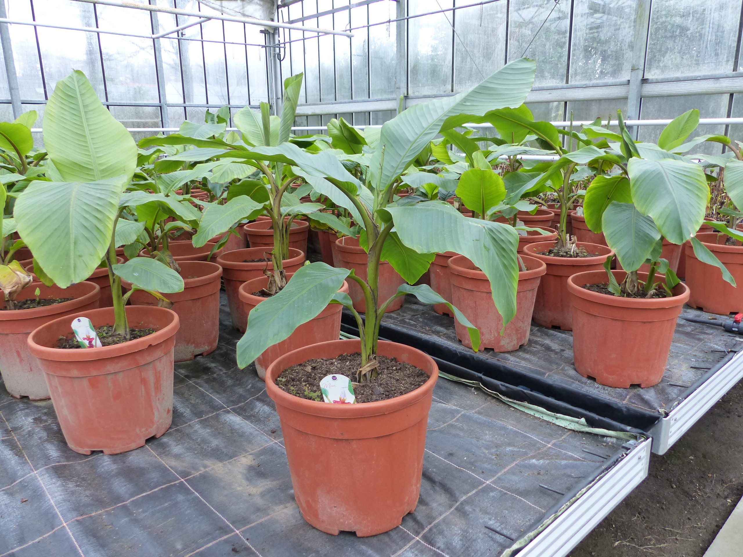 gruenwaren jakubik Bananenbaum Bananenstaude Banane Musa Velutina 80 cm, rosa Zwergbanane, winterhart