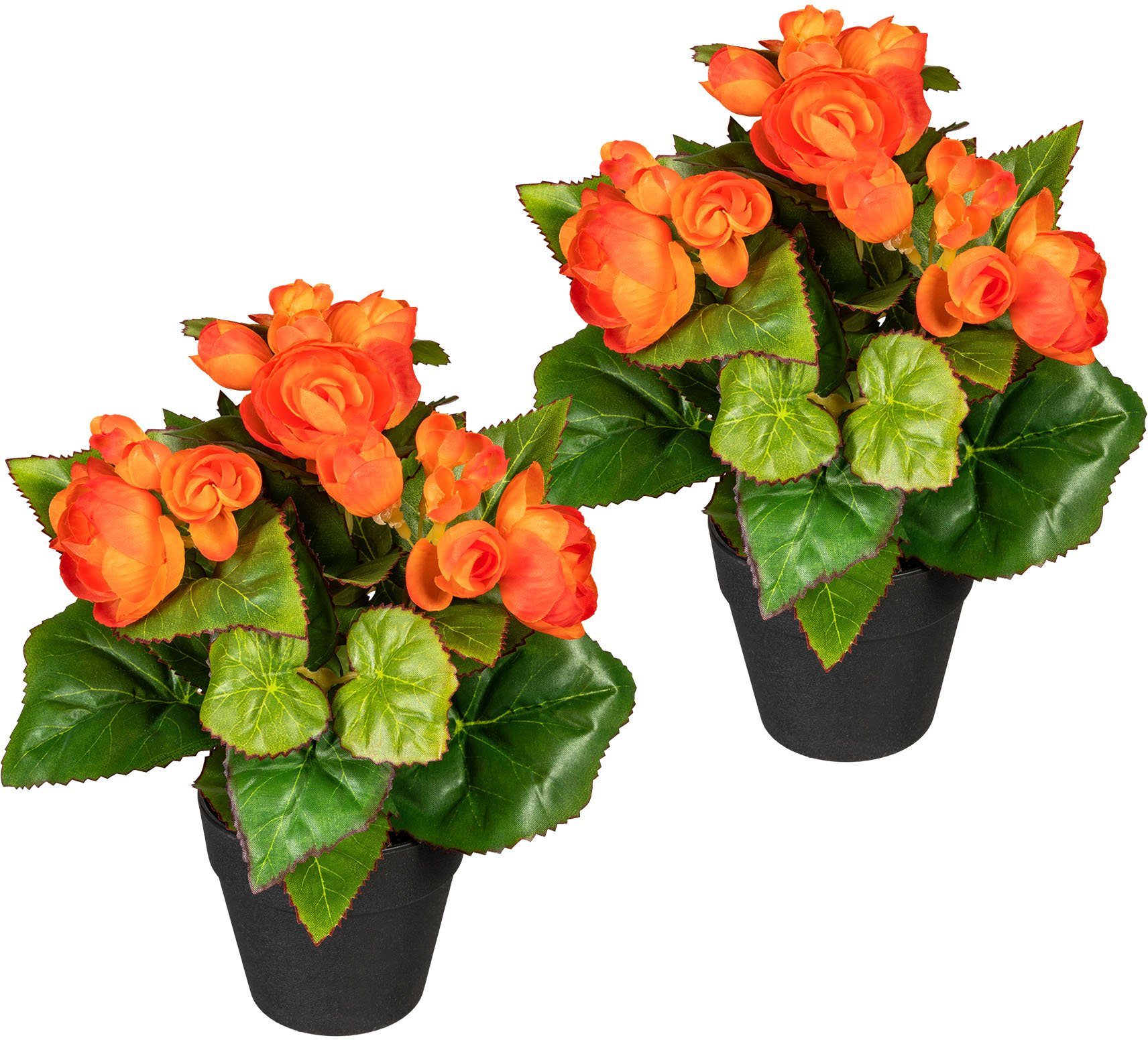Kunstpflanze Eleonore Begonien, DELAVITA, Höhe 24 cm, im Topf, 2er Set
