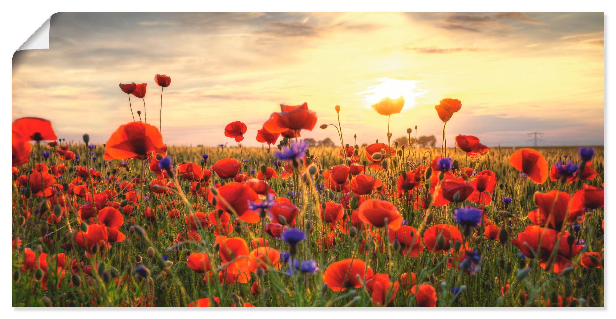 Wandaufkleber Leinwandbild, Artland als Blumen St), versch. Mohnblumen, in (1 Alubild, Poster oder Größen Wandbild