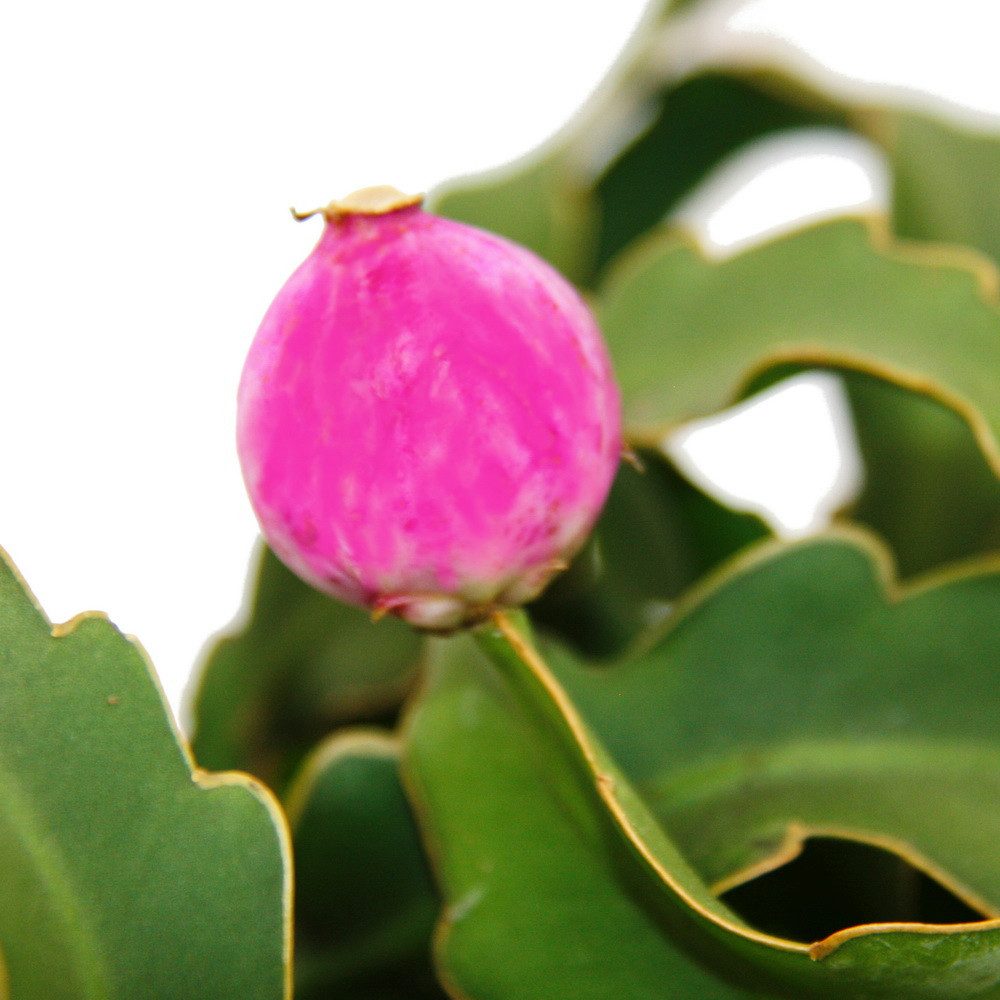 Exotenherz Kaktus Epiphyllum guatemalense var. monstrose Blattkaktus 14cm A günstig online kaufen