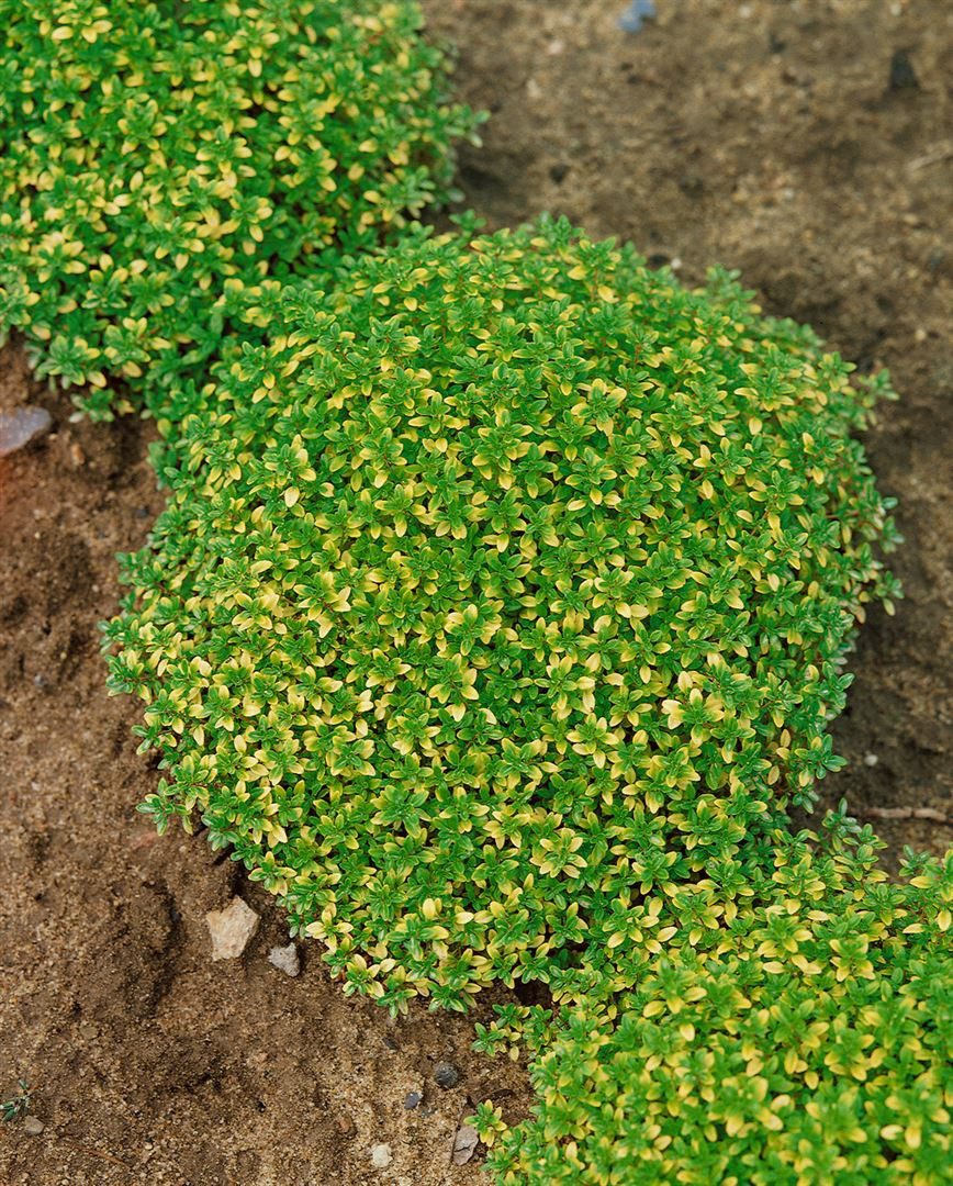 Pflanzen für Dich Staude Thymus citriod. Bertram Anderson, 1 St., Zitronenthymian, Goldthymian