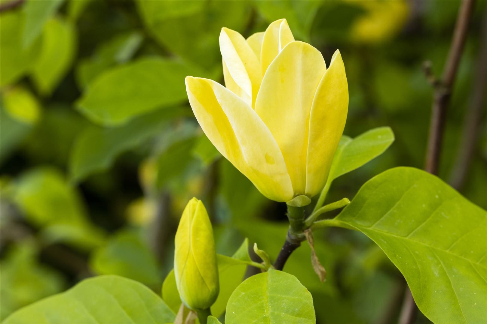Pflanzen für Dich Gehölze Magnolia 'Daphne', 1 St., Magnolie