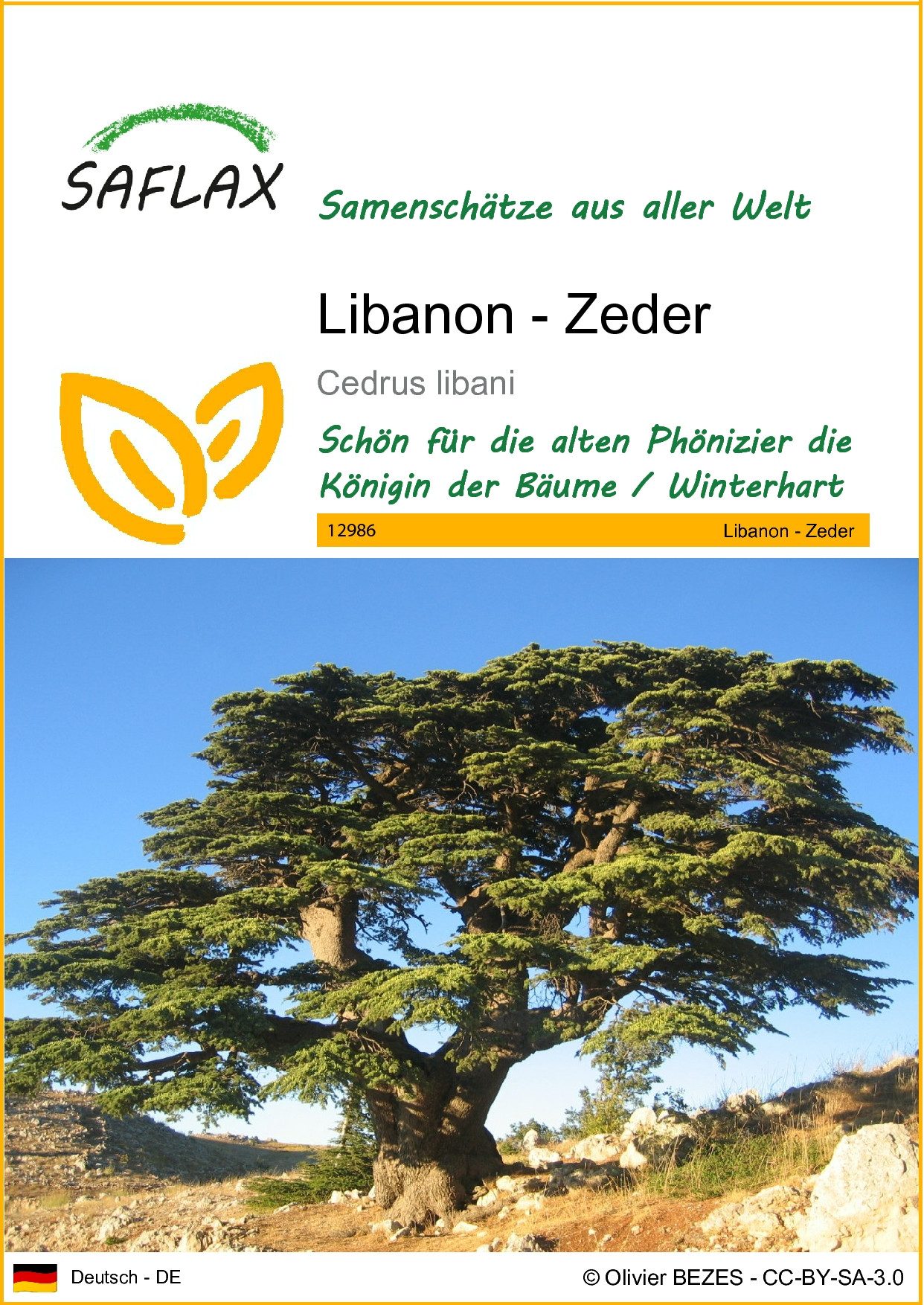 SAFLAX Blumensamen SAFLAX - Samen - Libanon - Zeder