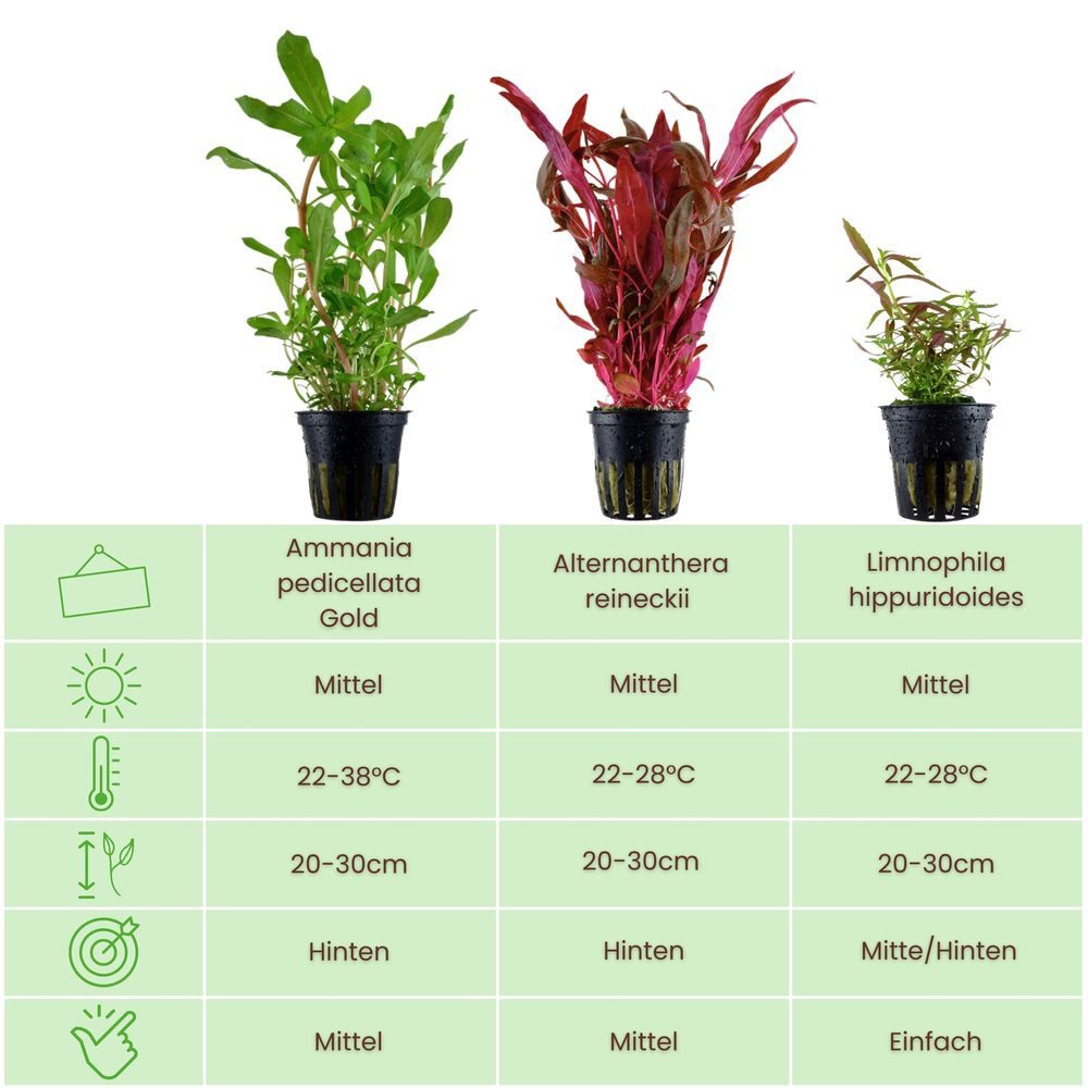 Aquaone Wasserpflanze 'Buntes' Set mit 3 Topf Pflanzen Aquariumpflanzen Set günstig online kaufen