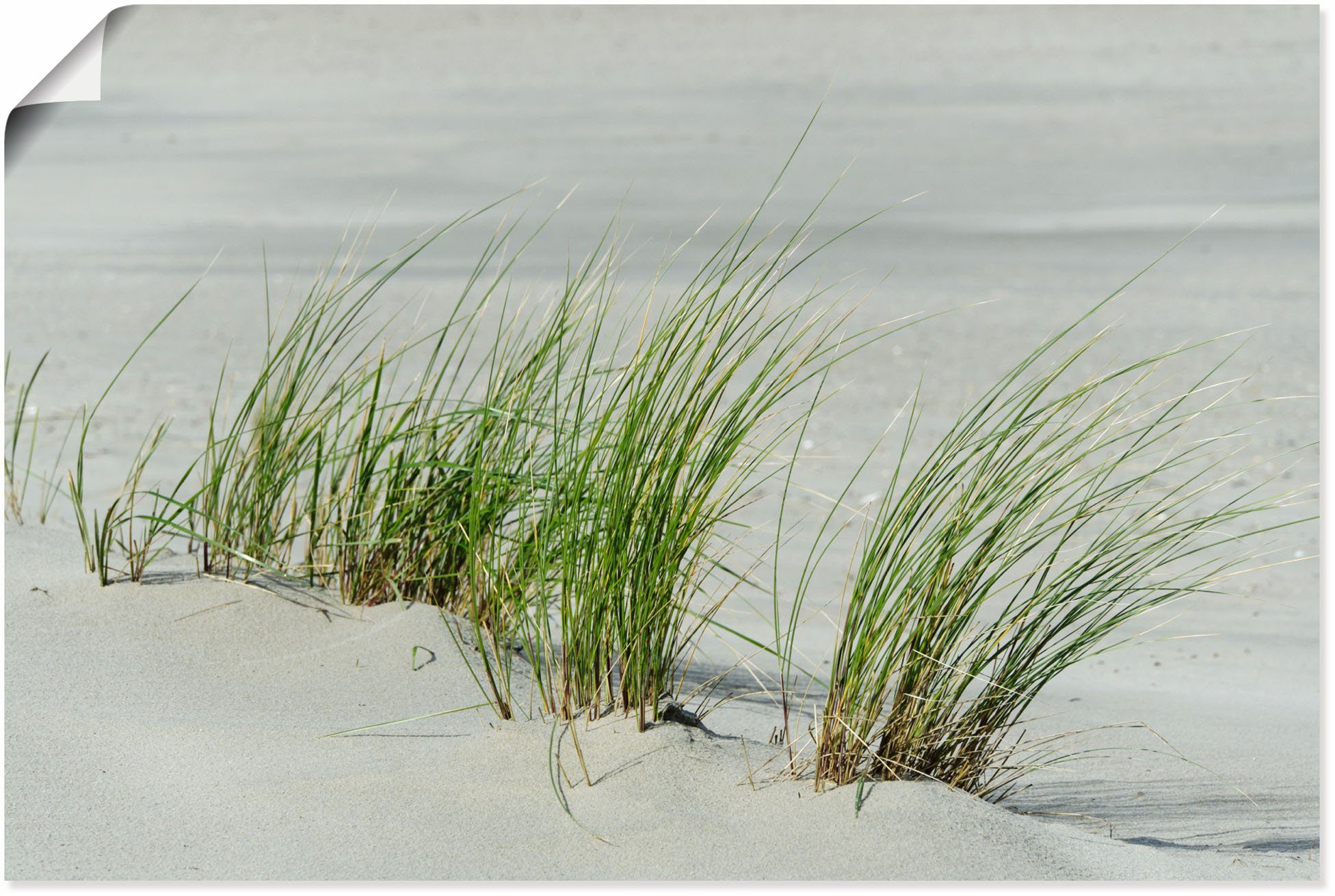 Artland Strand, versch. am Alubild, (1 Strandbilder Größen Gräser Leinwandbild, in oder Wandbild St), Wandaufkleber Poster als