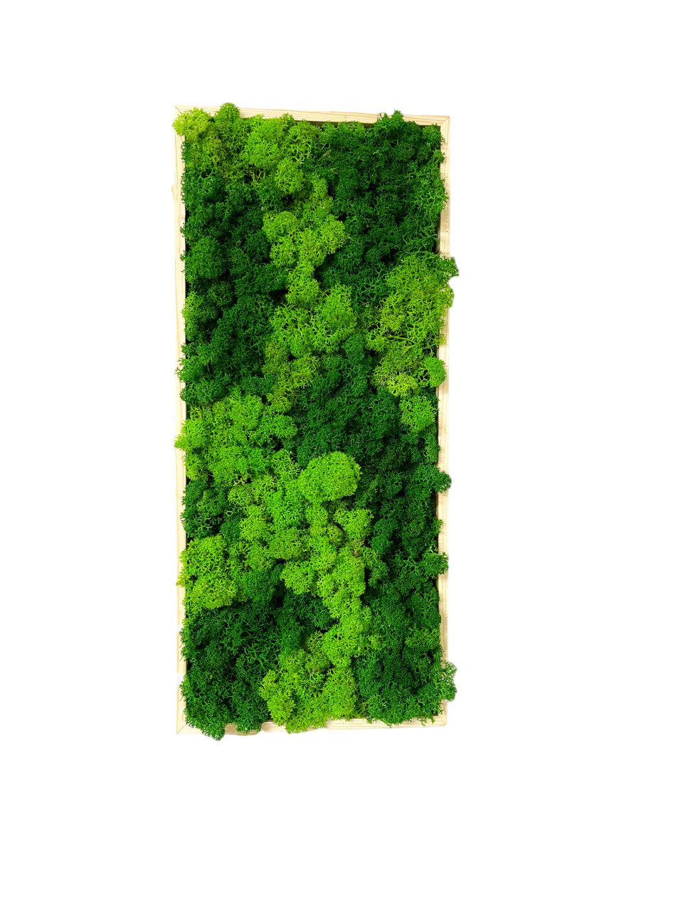 Gedankenwunder Manufaktur Bild Moosbild Rentiermoos Rechteck Rahmen Sorte I günstig online kaufen