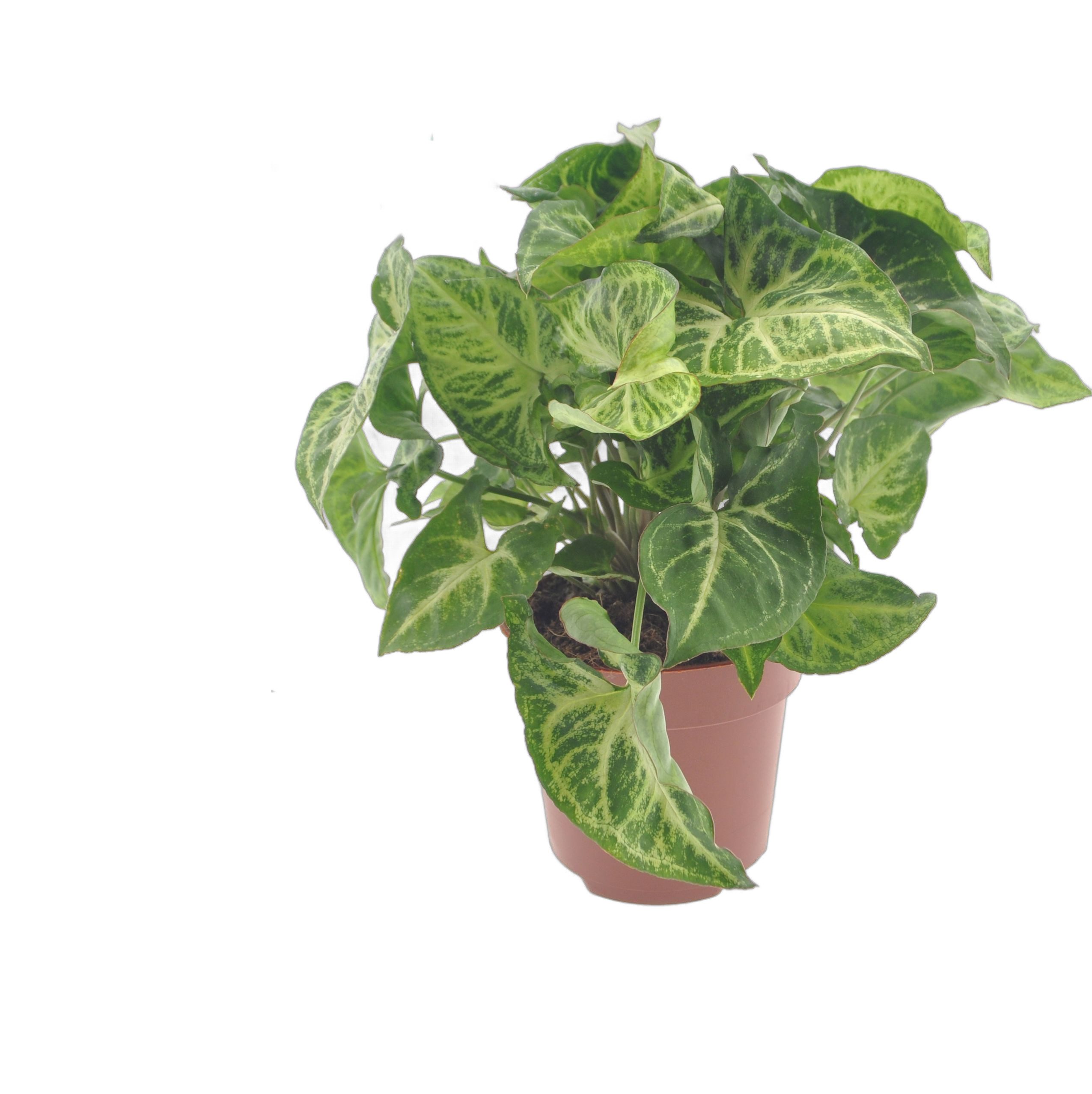 meinvipshop Zimmerpflanze Syngonium Arrow Zimmerpflanze 25 cm