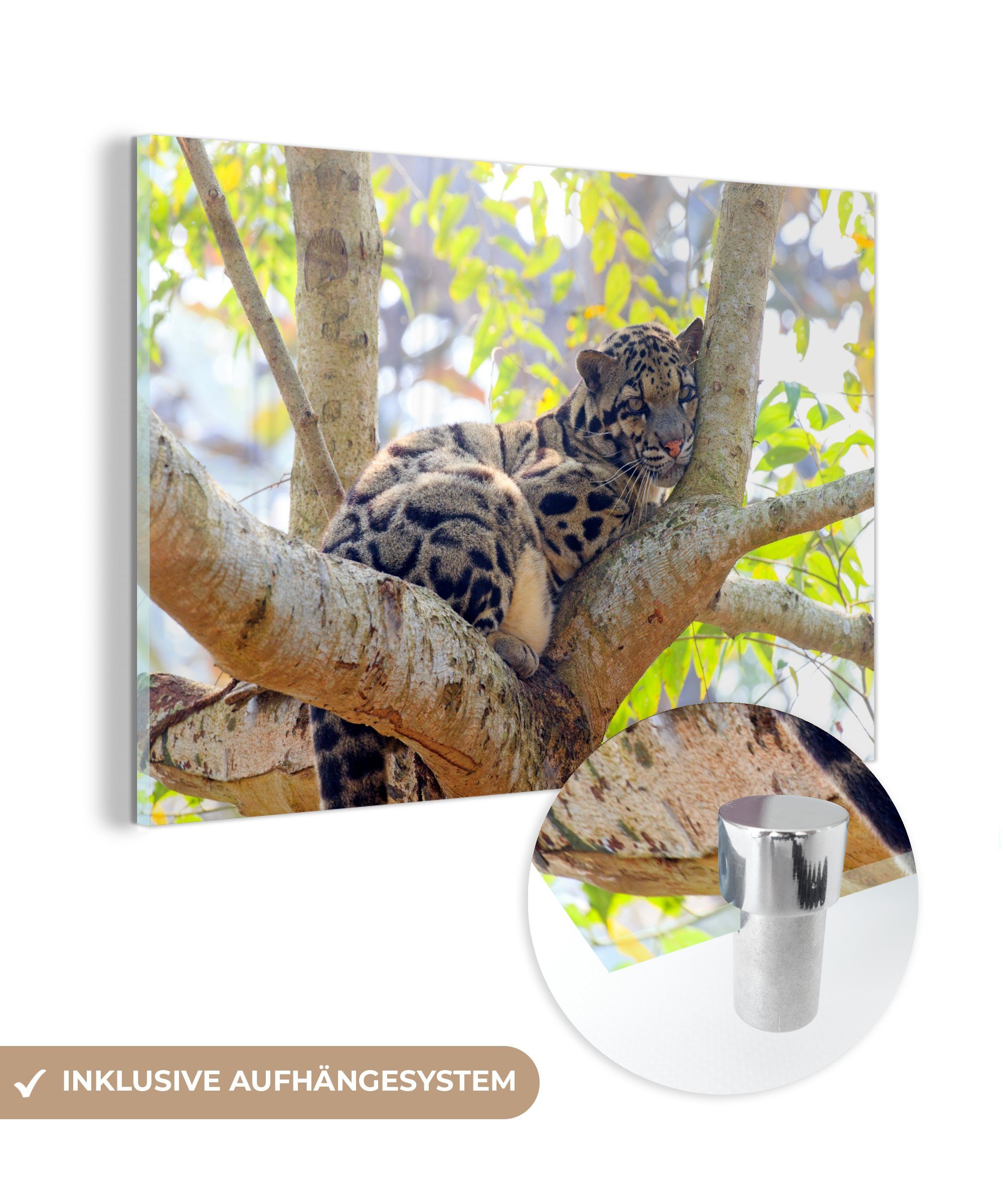 MuchoWow Acrylglasbild Ein Wolkenleopard ruht sich auf einem Baum aus, (1 St), Acrylglasbilder Wohnzimmer & Schlafzimmer | Bilder