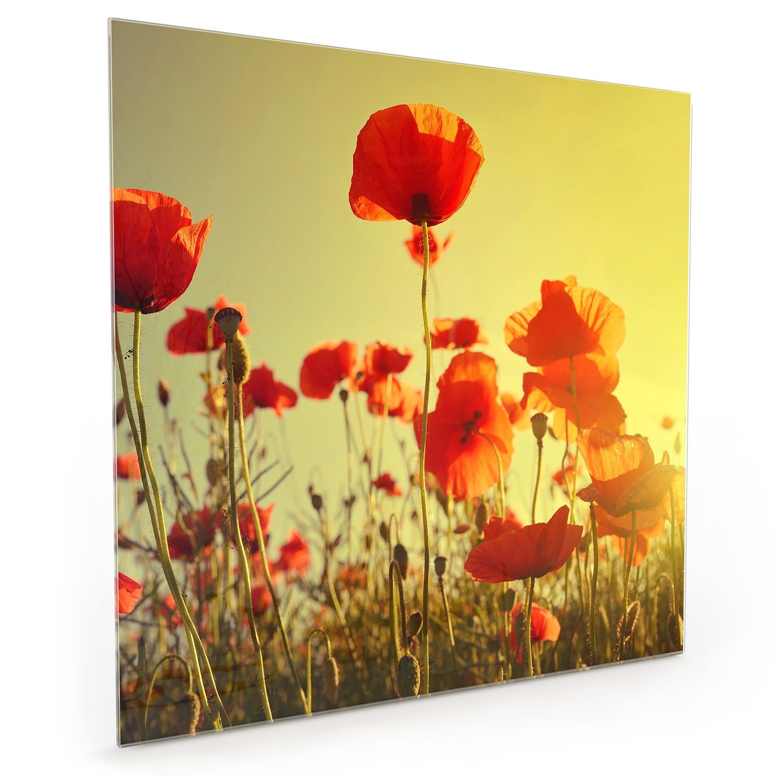 Primedeco Küchenrückwand Küchenrückwand Spritzschutz Glas mit Motiv Roter Mohn im Sonnenschein