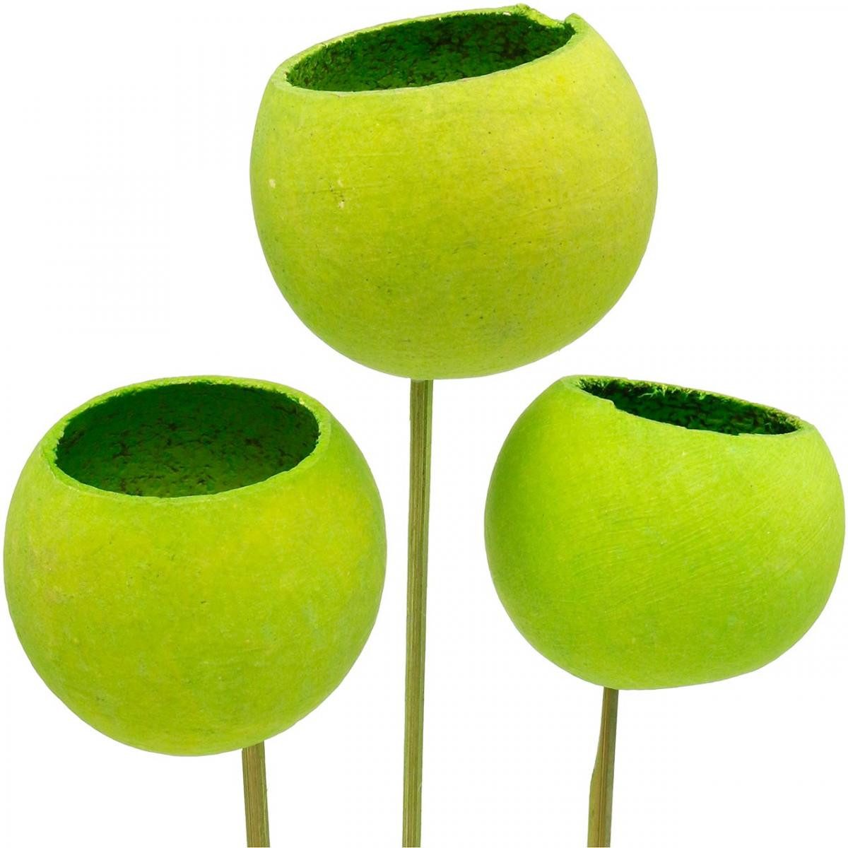 Trockenblume Bell Cup Stiel Grün Deko günstig online kaufen
