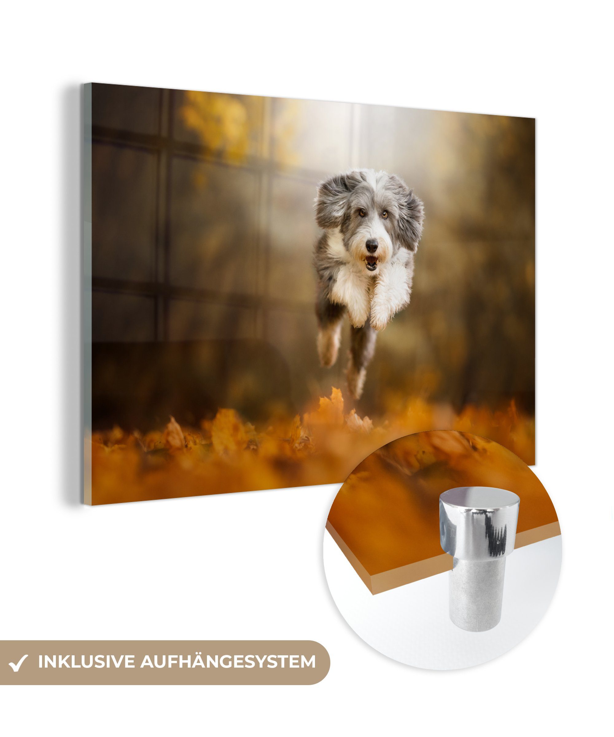 MuchoWow Acrylglasbild Hund - Laub - Herbst, (1 St), Acrylglasbilder Wohnzimmer & Schlafzimmer