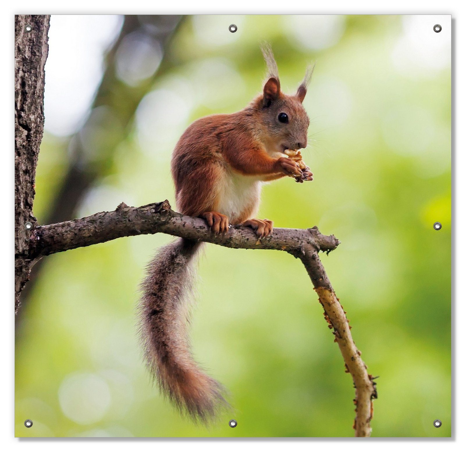 Sonnenschutz Eichhörnchen auf einem Ast, Wallario, blickdicht, mit Saugnäpfen, wiederablösbar und wiederverwendbar