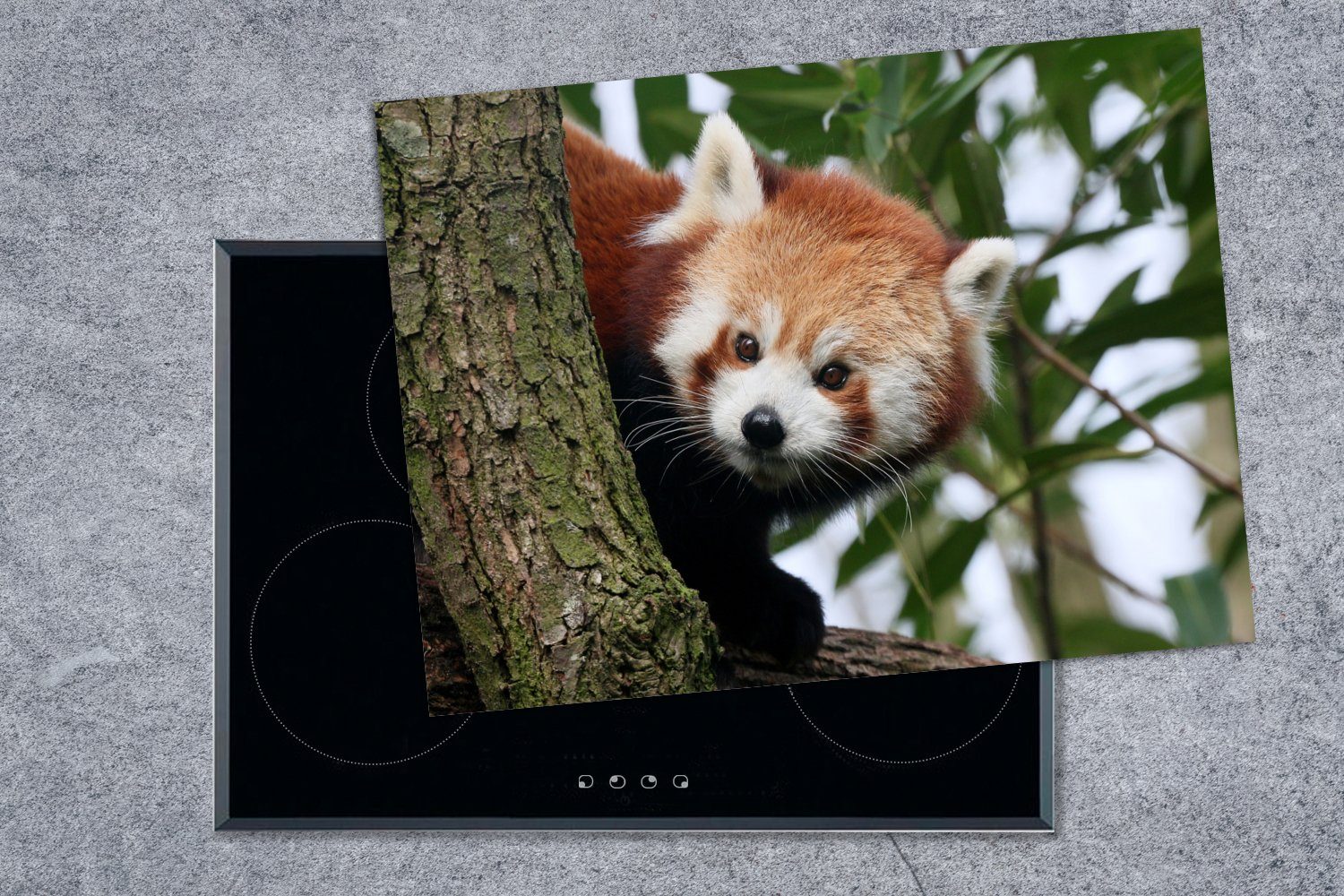 tlg), nutzbar, Baum, 70x52 Mobile (1 MuchoWow Panda cm, - Ceranfeldabdeckung Blätter Roter Herdblende-/Abdeckplatte Arbeitsfläche Vinyl, -