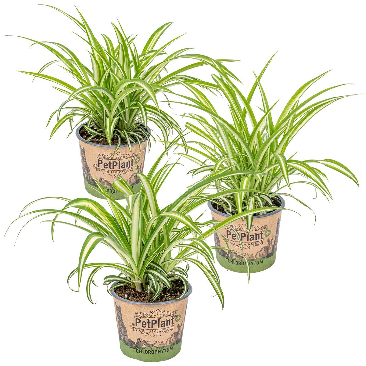 Bloomique Zimmerpflanze 3er-Set Chlorophytum Variegatum, Grünlilie, 20-30 cm, Topf 12 cm, 3 St.