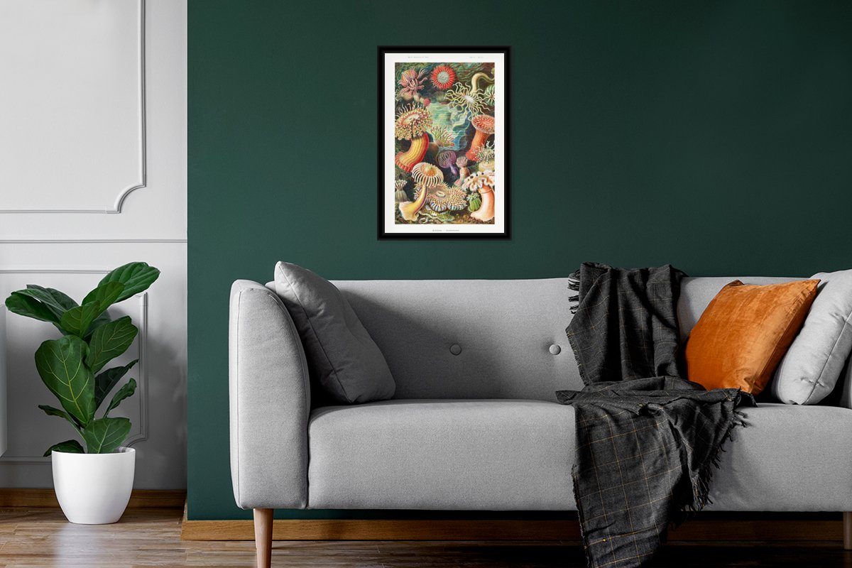 Pflanzen - Retro Anemone Poster, Bilder, - - Haeckel Bilderrahmen Wanddeko, Wandposter, St), Ernst - Gerahmtes MuchoWow Schwarzem Poster - Natur Meer, (1
