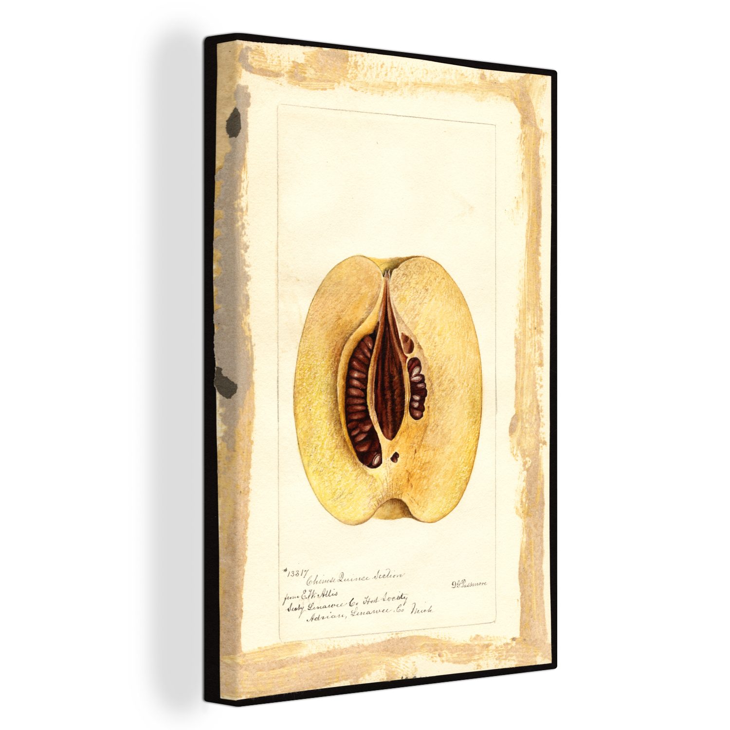 St), inkl. bespannt Leinwandbild - Gemälde, Apfel Passmore, (1 cm 20x30 von Deborah fertig Leinwandbild Gemälde Griscom OneMillionCanvasses® Zackenaufhänger,