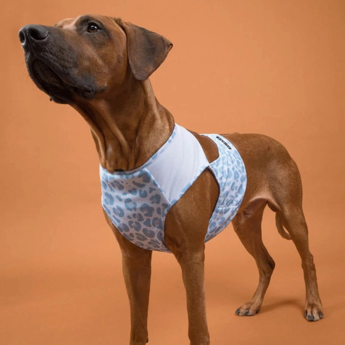 PAIKKA Hundeweste Hunde Kühlweste "Cool Vest" Snow Leo