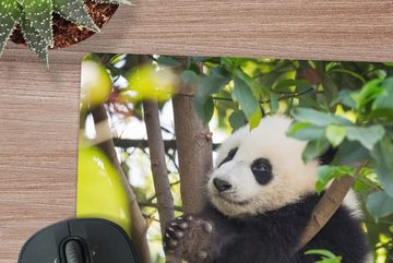 MuchoWow Gaming Mauspad Panda - Tier - Baum (1-St), Mousepad mit Rutschfester Unterseite, Gaming, 40x40 cm, XXL, Großes