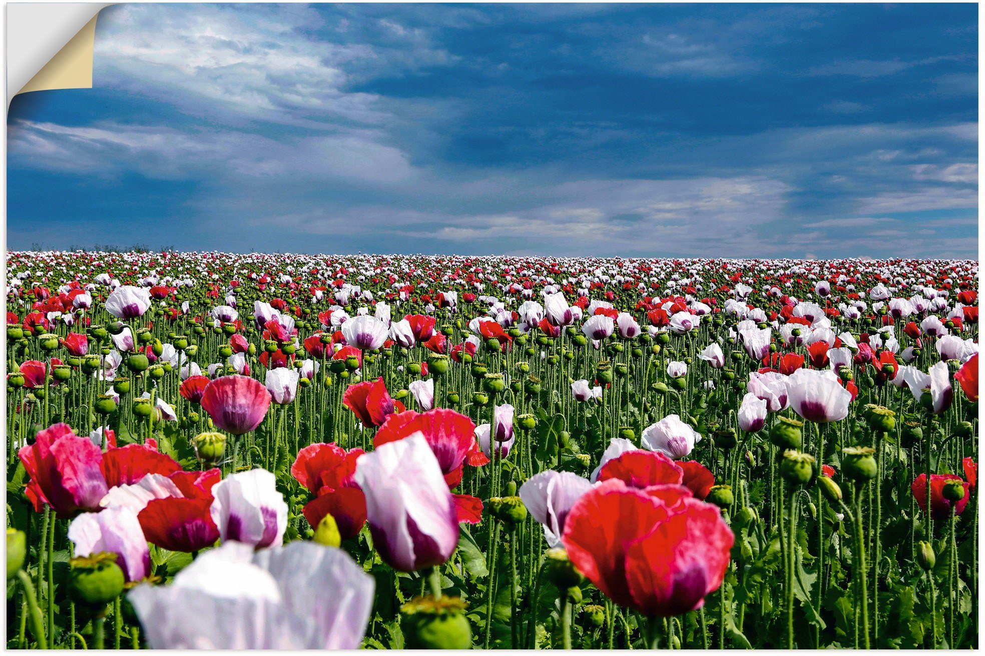 Artland Wandbild Blühende Mohnblumen, Blumenwiese (1 St), als Alubild, Leinwandbild, Wandaufkleber oder Poster in versch. Größen | Poster