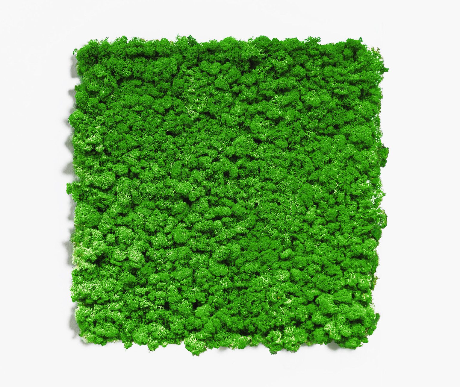 HORI Wandpaneel Mooswandverkleidung, BxL: 50x50 cm, 0.25 qm, HORI Akustik Dekor Wandpaneele: Naturprodukt Moos