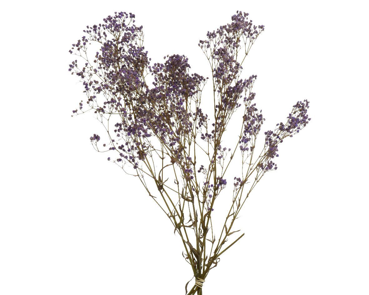 Trockenblume
