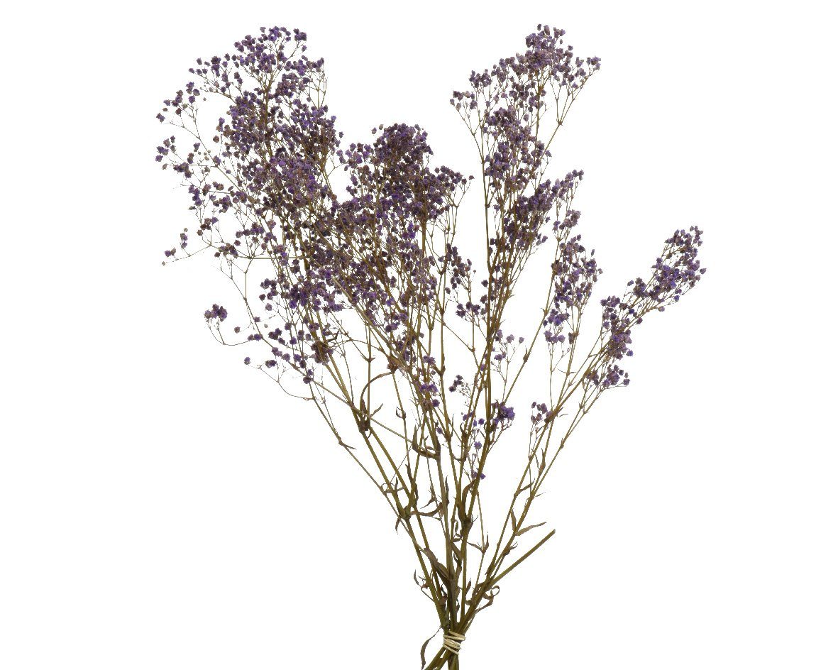 Trockenblume, Decoris season decorations, Trockenblumen Strauß Schleierkraut 50cm lila 1 Bund