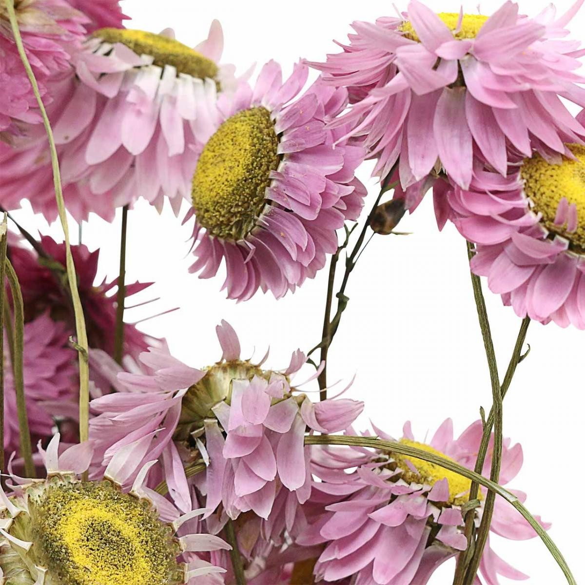 Trockenblume Rosa Strohblumen Trockenblumen Bund 20g günstig online kaufen
