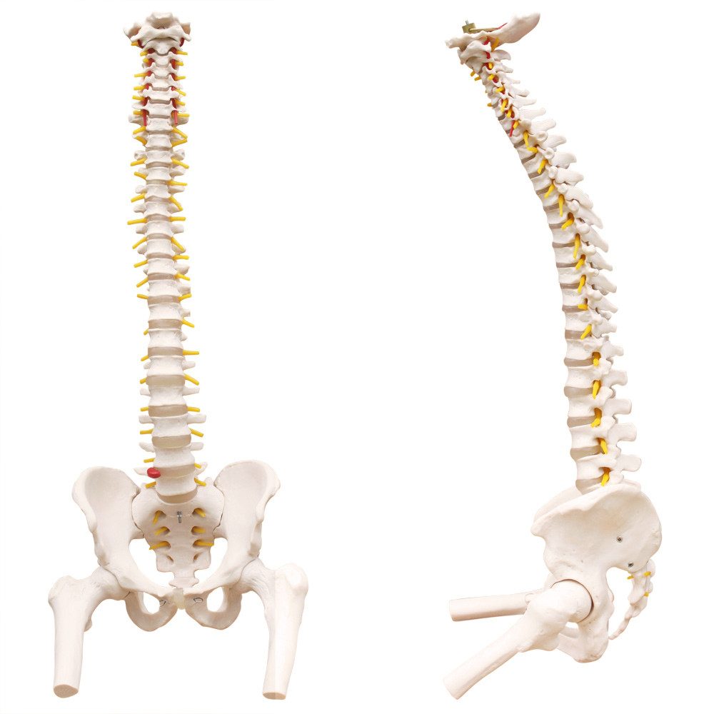 MedMod Dekoobjekt Anatomie Modell Skelett Wirbelsäule mit Becken ​Lebensgroß