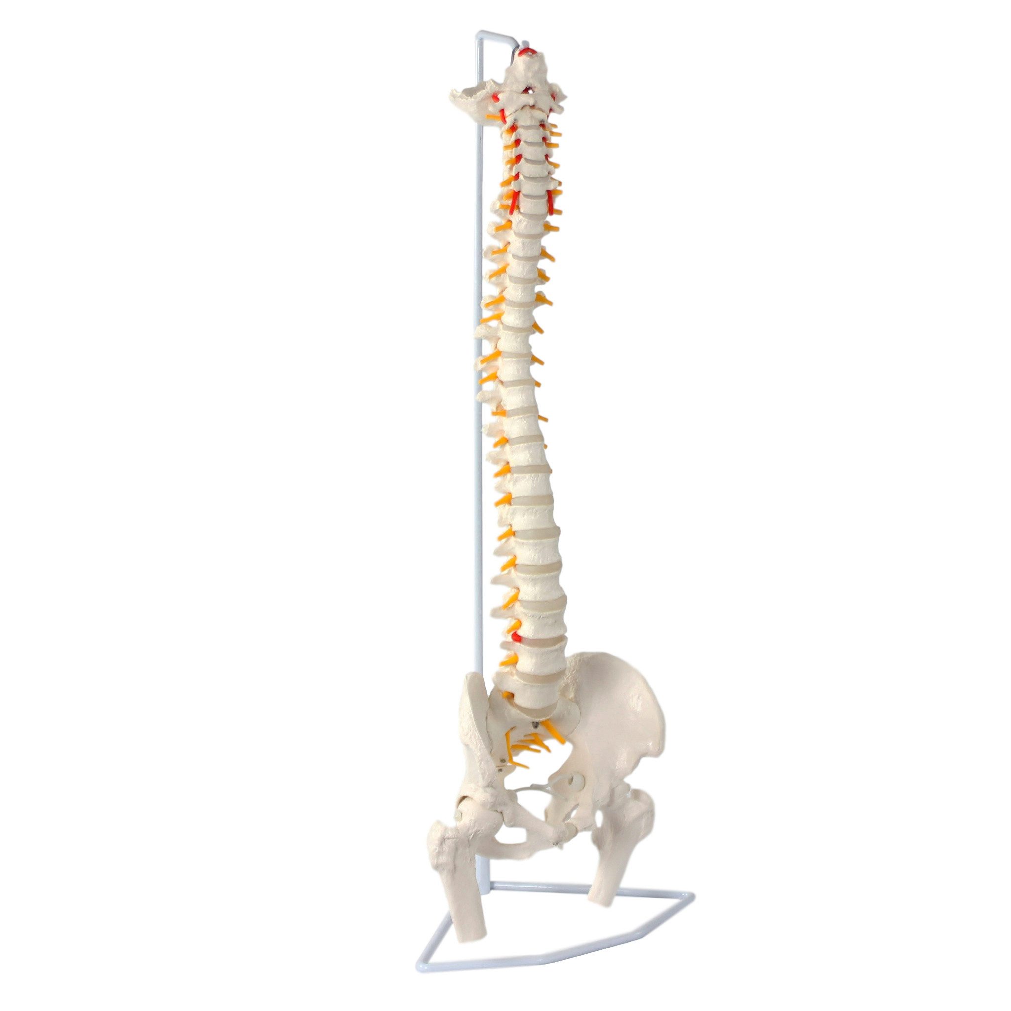 Cranstein Scientific Dekoobjekt Wirbelsäule Anatomie Modell lebensgroß Oberschenkelstümpfen Os Sacrum